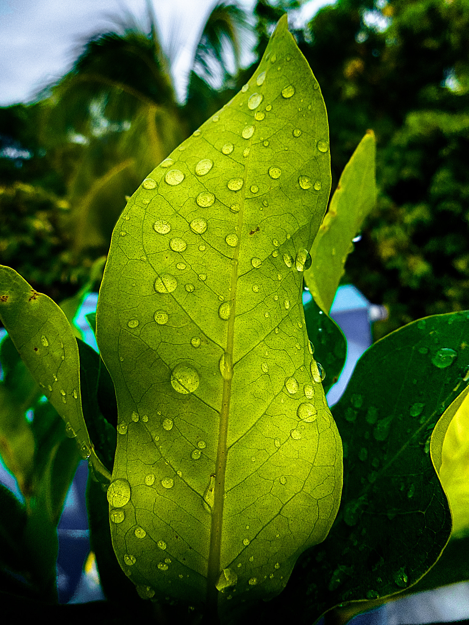 Nikon COOLPIX S3400 sample photo. Rain drop leaf-0513 photography