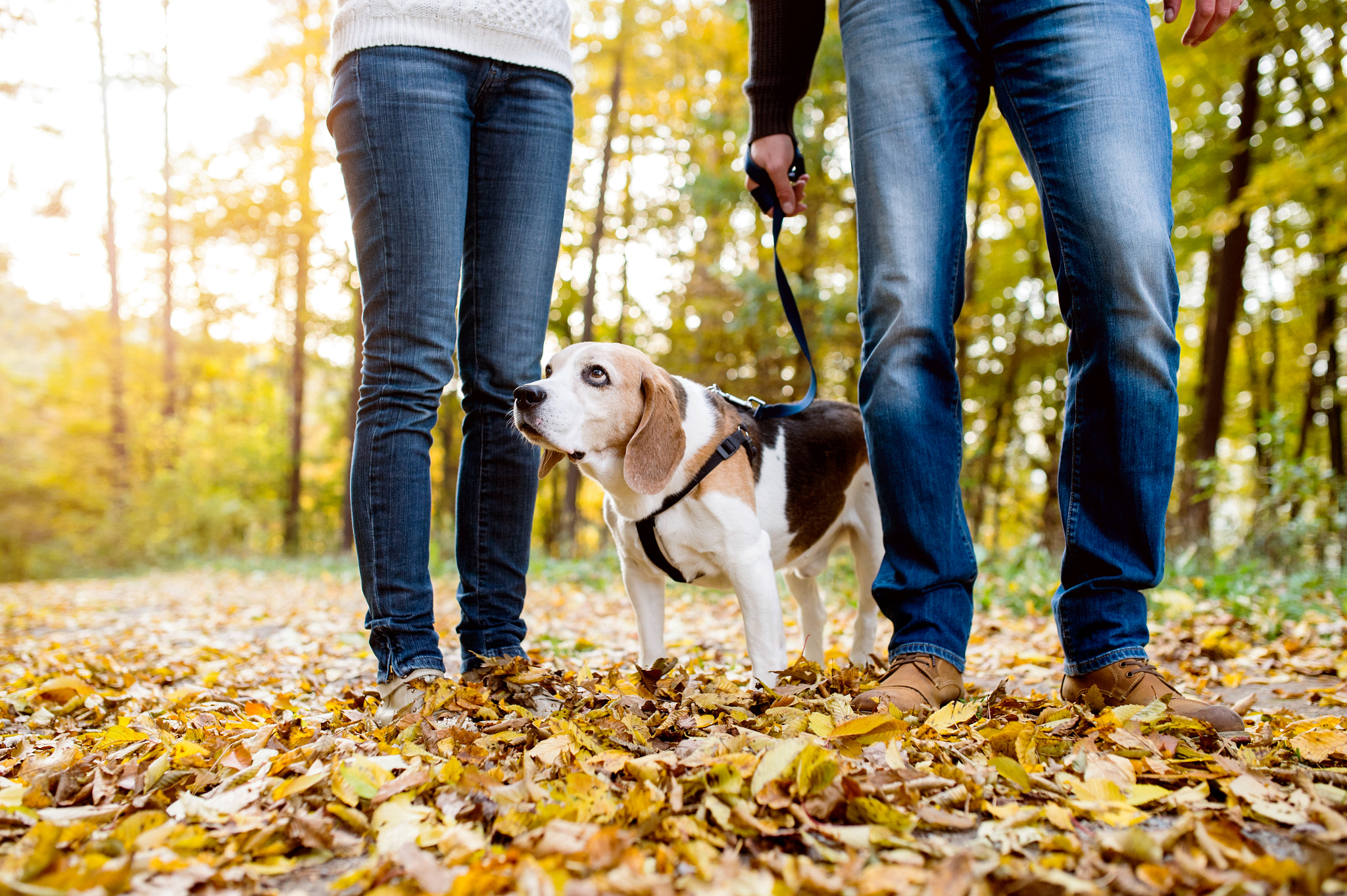 Nikon D4S + Sigma 35mm F1.4 DG HSM Art sample photo. Beautiful young couple walking a dog in autumn forest photography