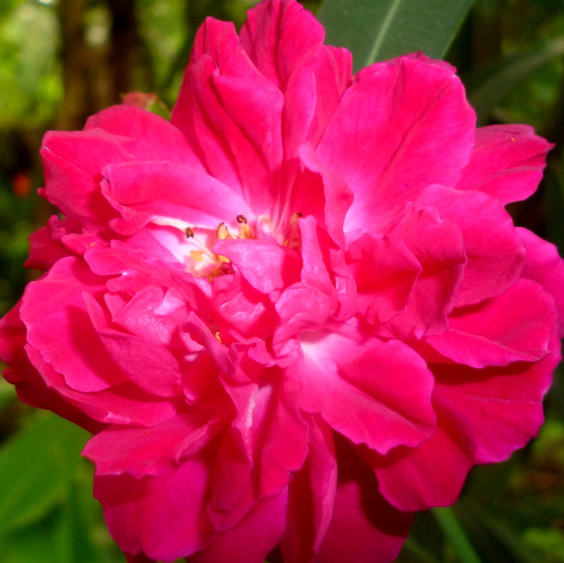 Panasonic DMC-S3 sample photo. Rose flower photography