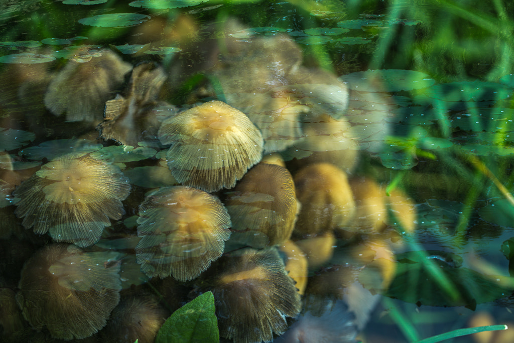 Canon EF 100mm F2.8L Macro IS USM sample photo. 蘑菇 photography