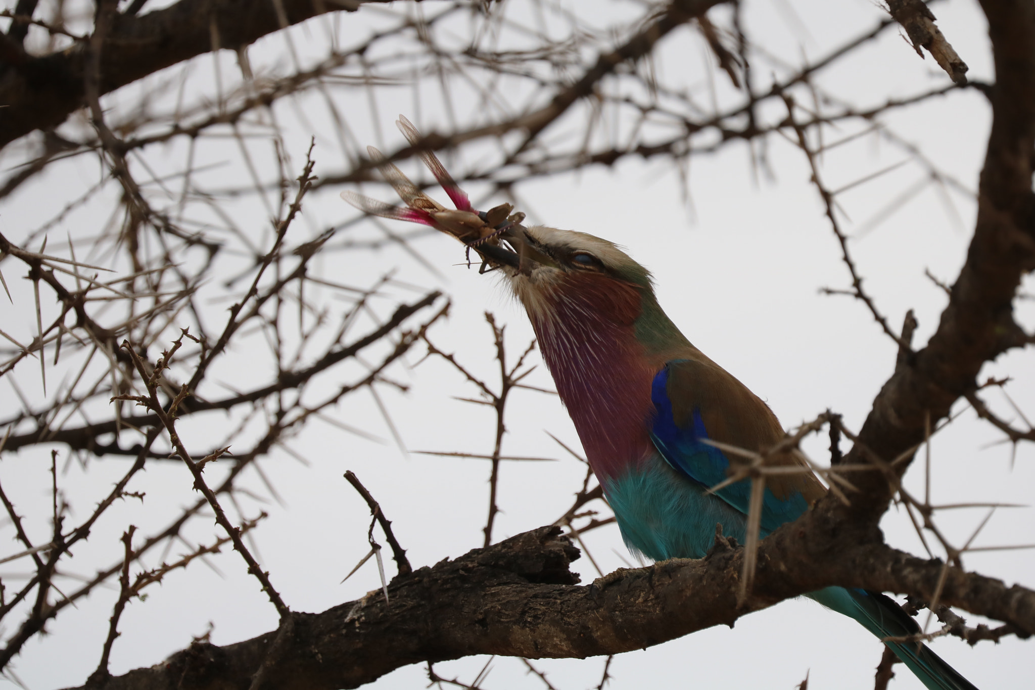 Canon EOS 750D (EOS Rebel T6i / EOS Kiss X8i) sample photo. Img photography