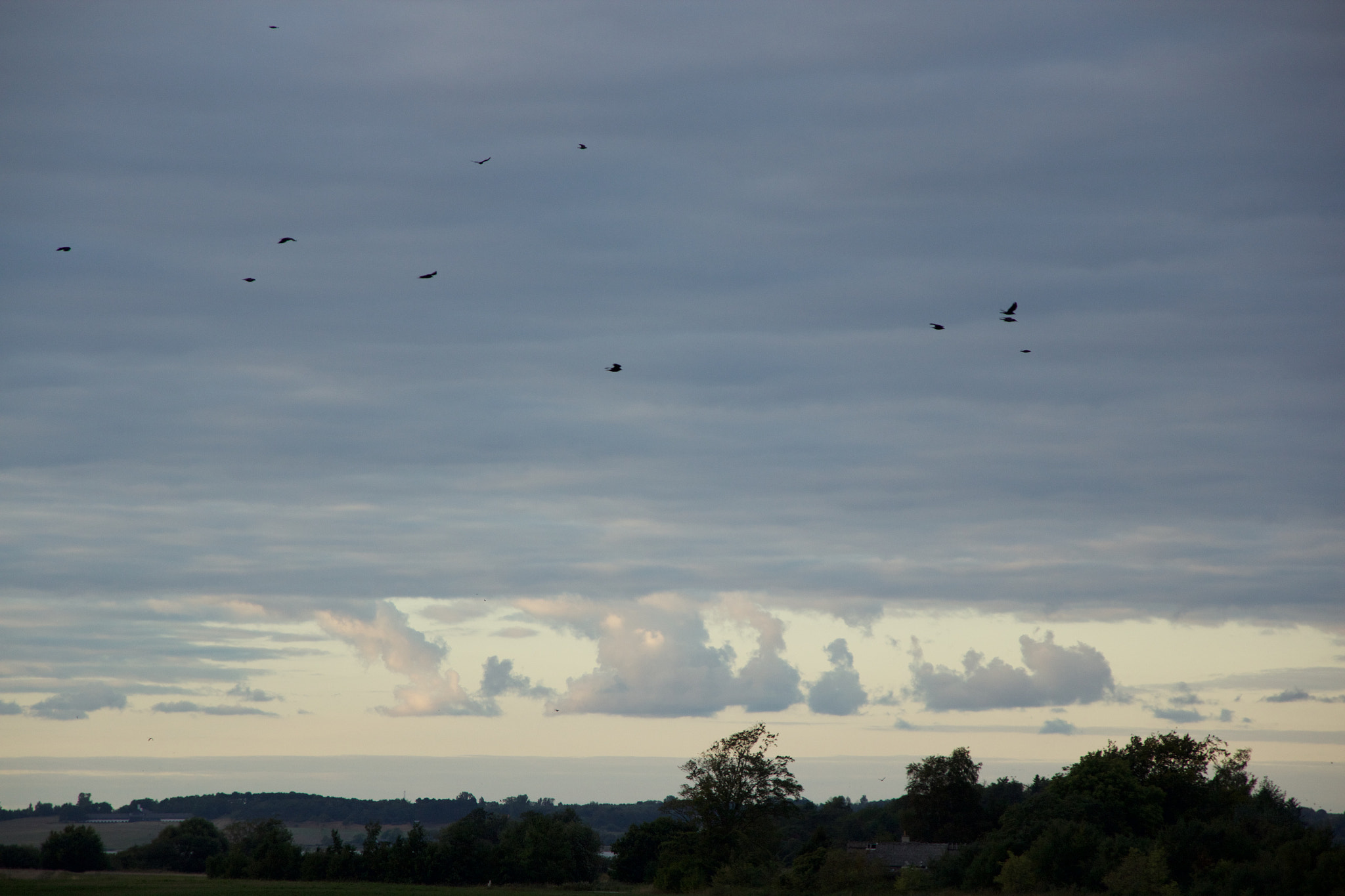 Sigma 18-125mm F3.8-5.6 DC OS HSM sample photo. Birds in flight photography