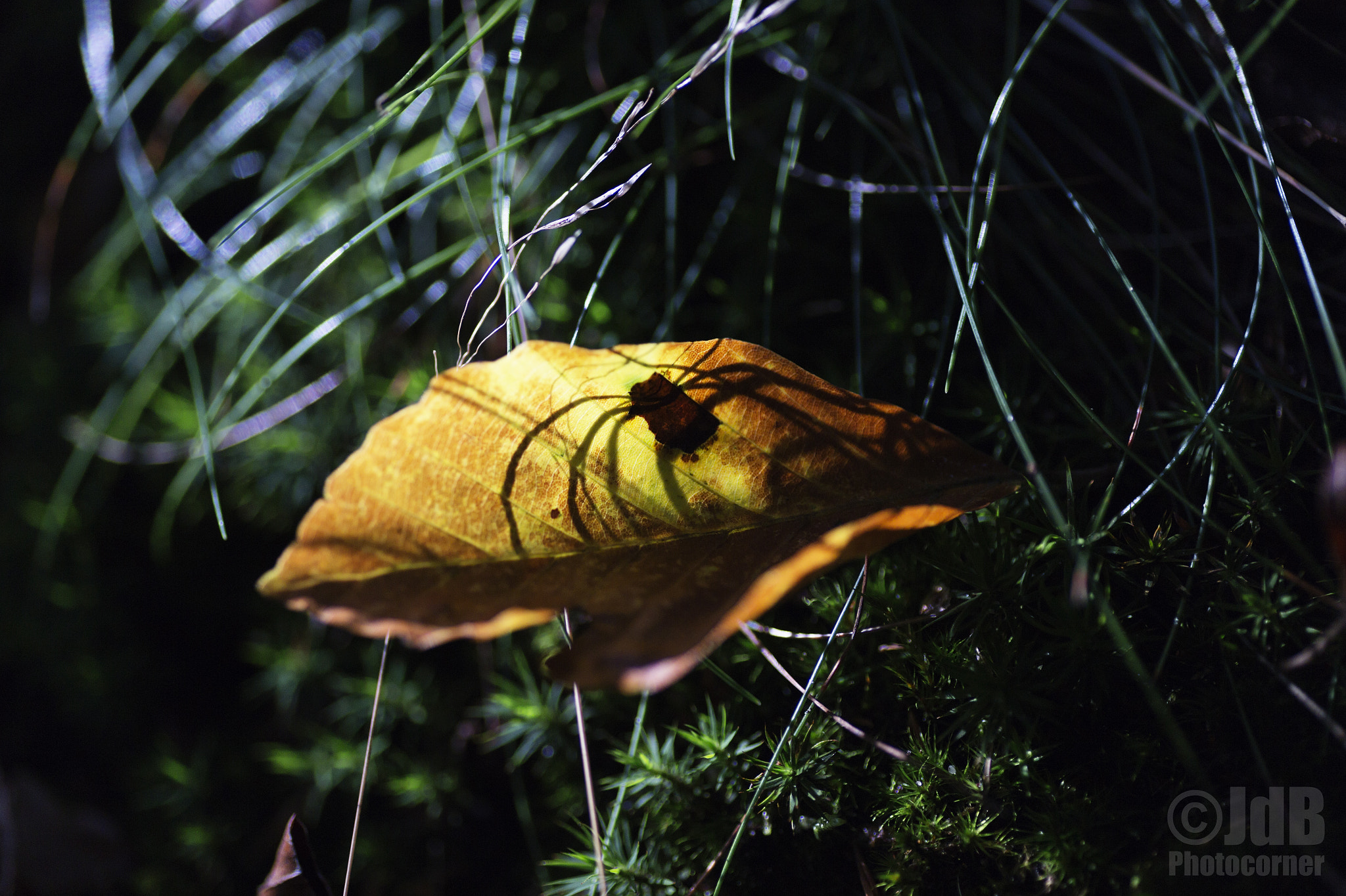 Canon EOS 6D + Tamron SP AF 90mm F2.8 Di Macro sample photo. Nature getting ready for halloween photography