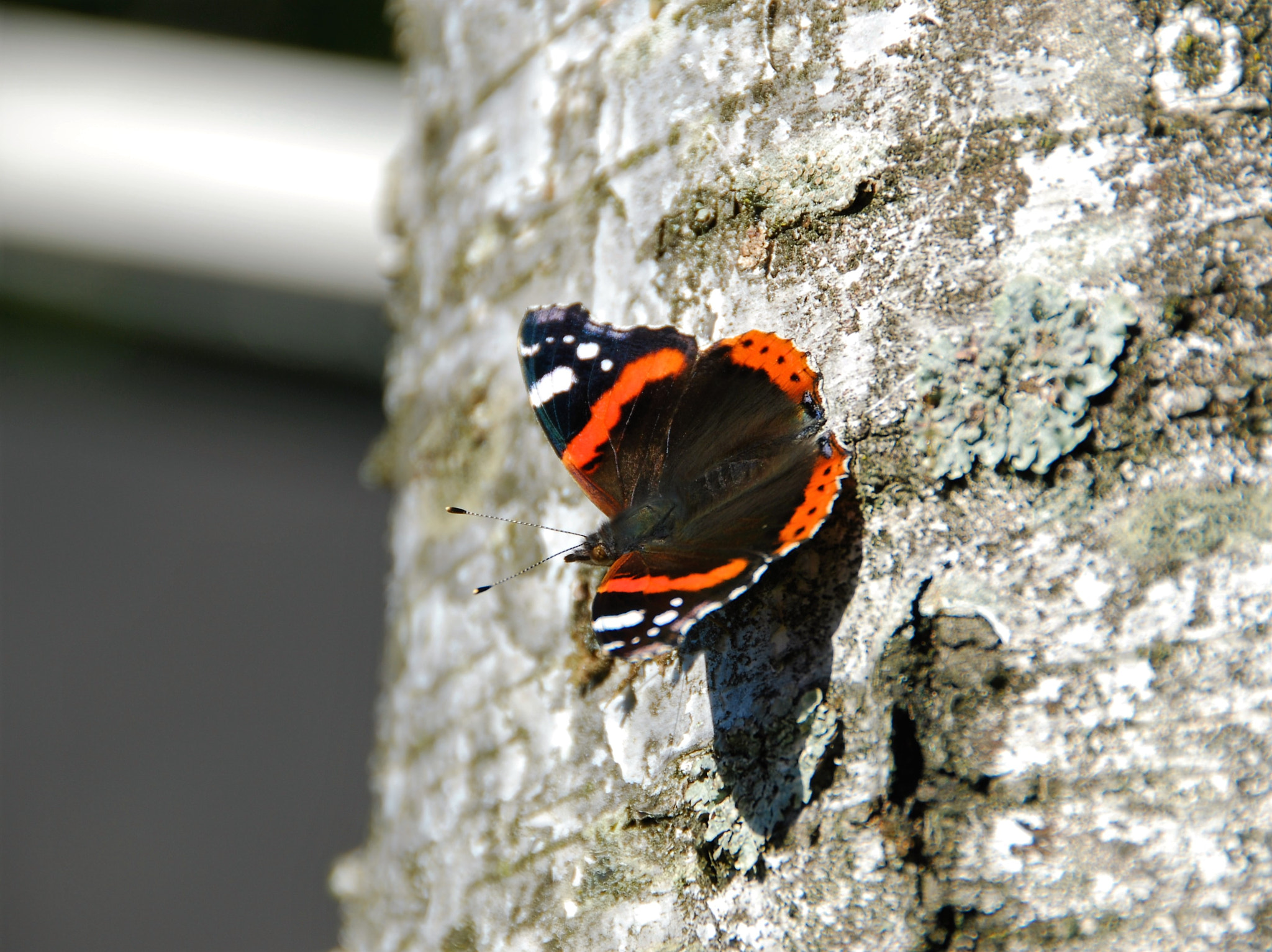 Nikon D60 + Nikon AF-S DX Nikkor 18-200mm F3.5-5.6G ED VR II sample photo. Red admiral on a birch photography