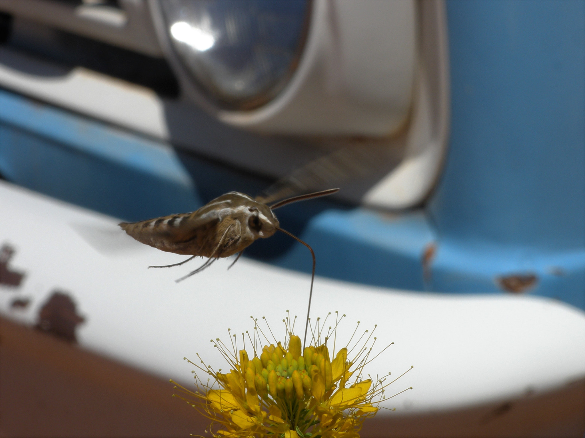 Olympus FE340,X855,C560 sample photo. Moro sphinx photography