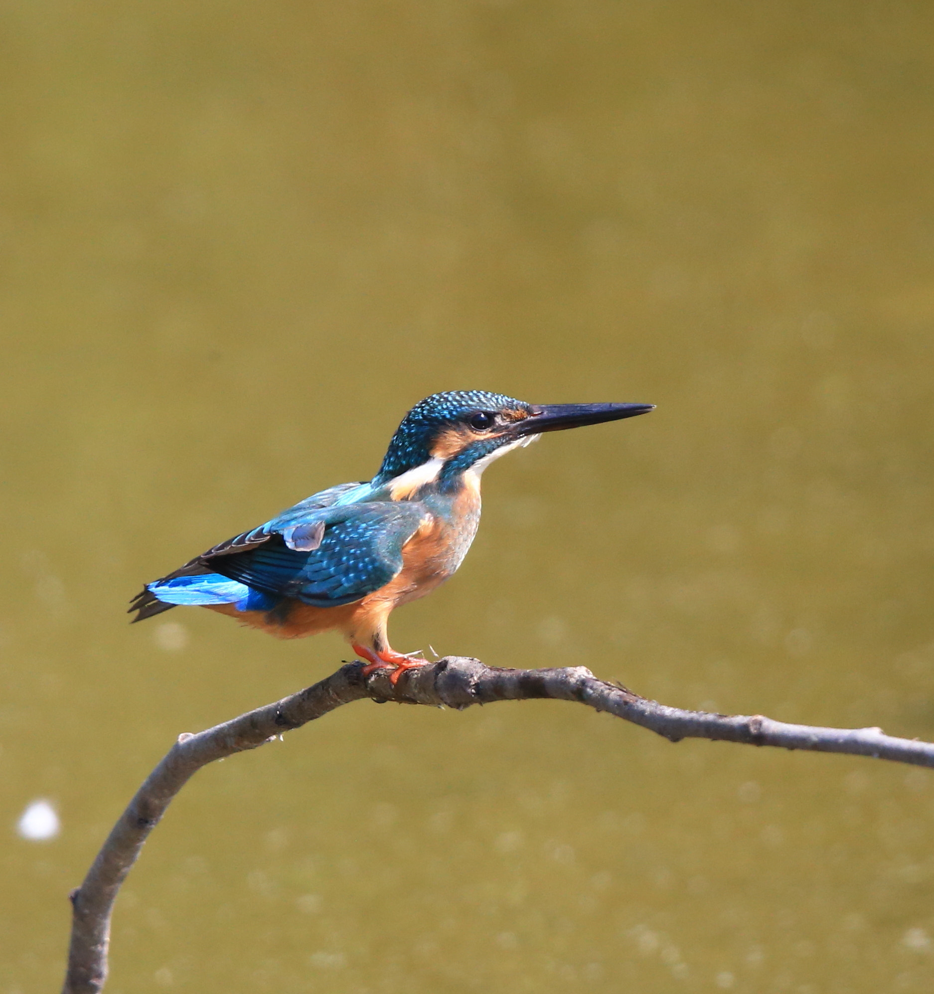 Canon EF 600mm F4L IS II USM sample photo. 244 photography