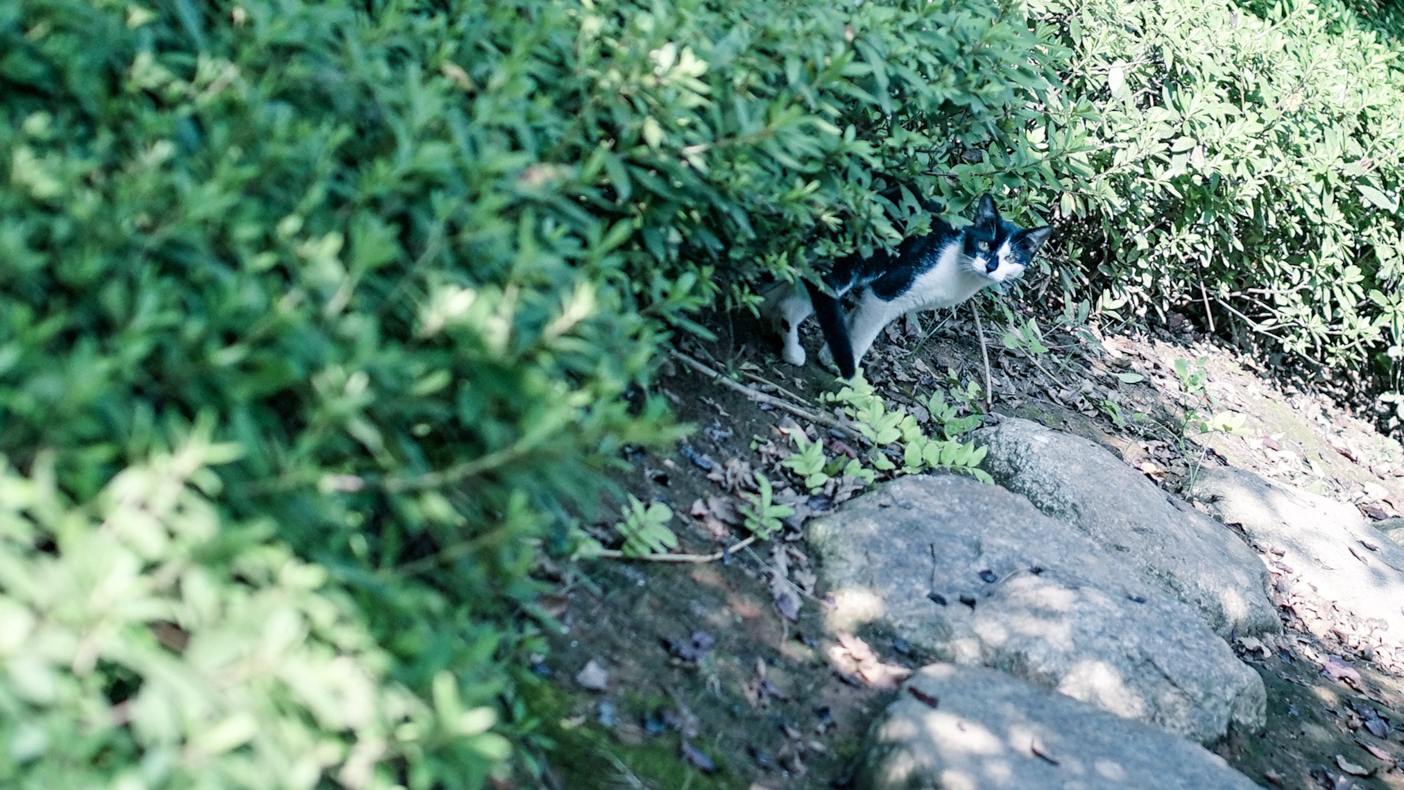 Sony a7 II + 35mm F1.4 sample photo. 野良猫 photography