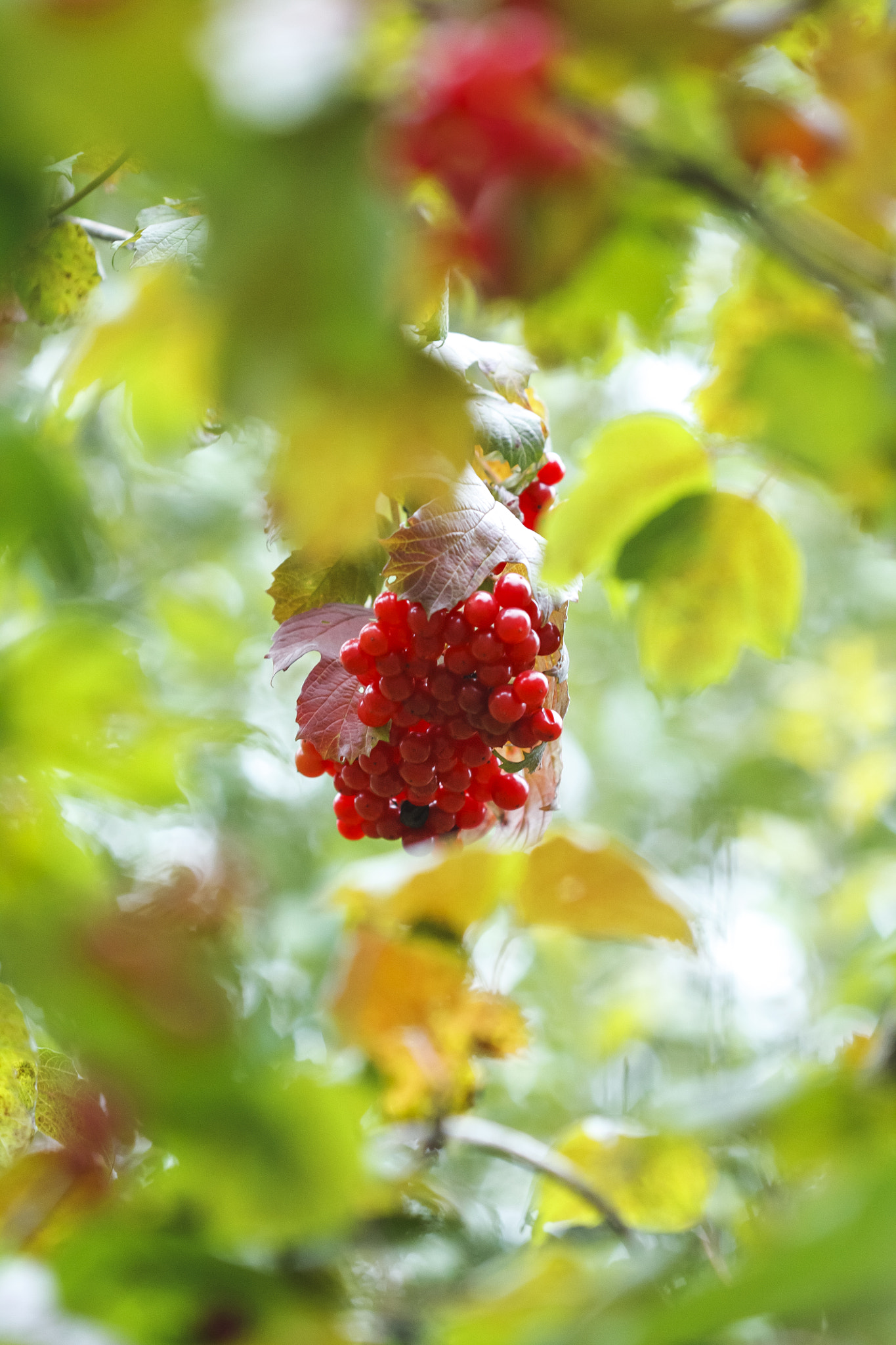 Canon EF 100mm F2.8 Macro USM sample photo. Guelder rose photography