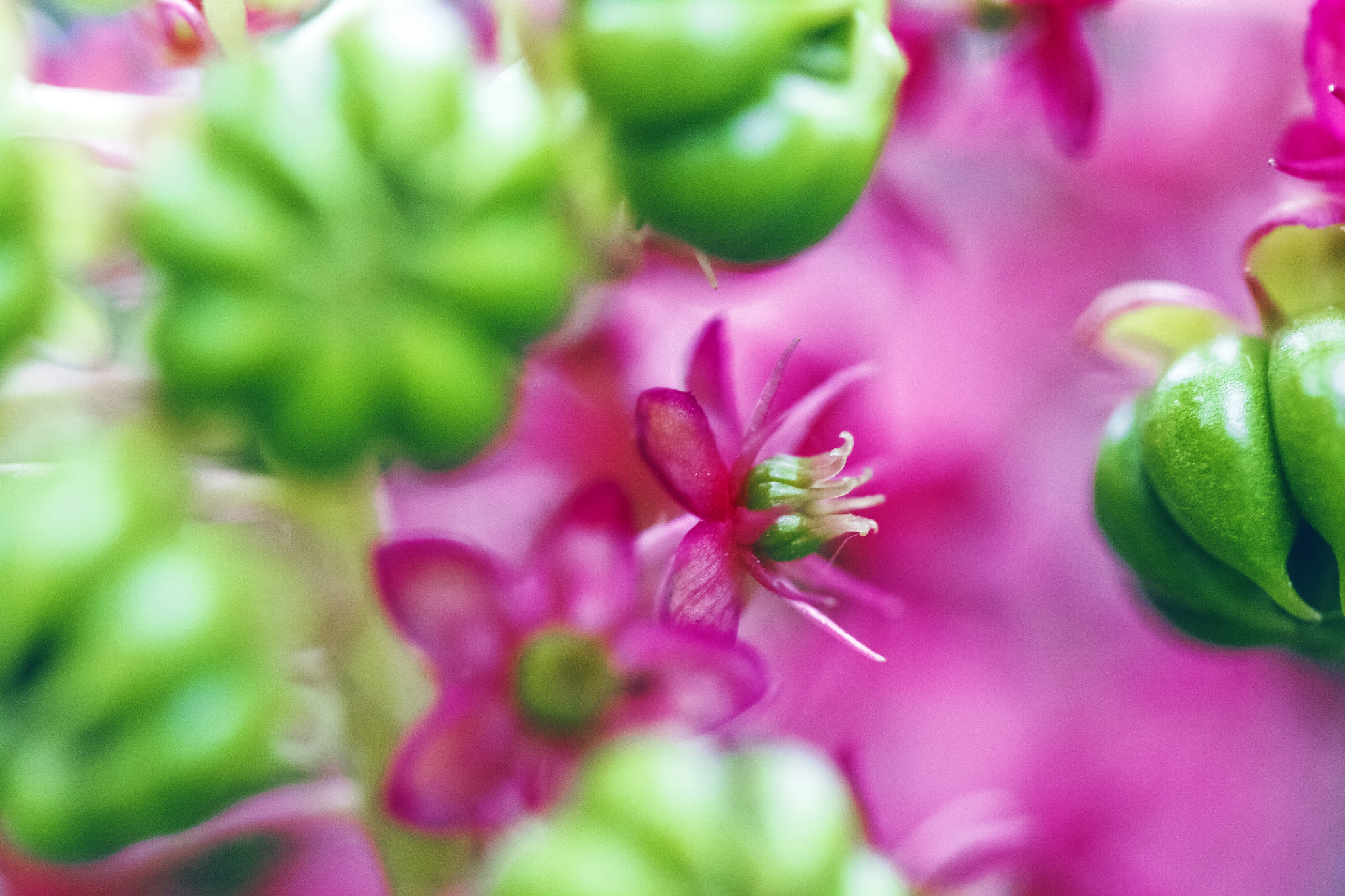 Canon EF 100mm F2.8 Macro USM sample photo. Pokeberry photography
