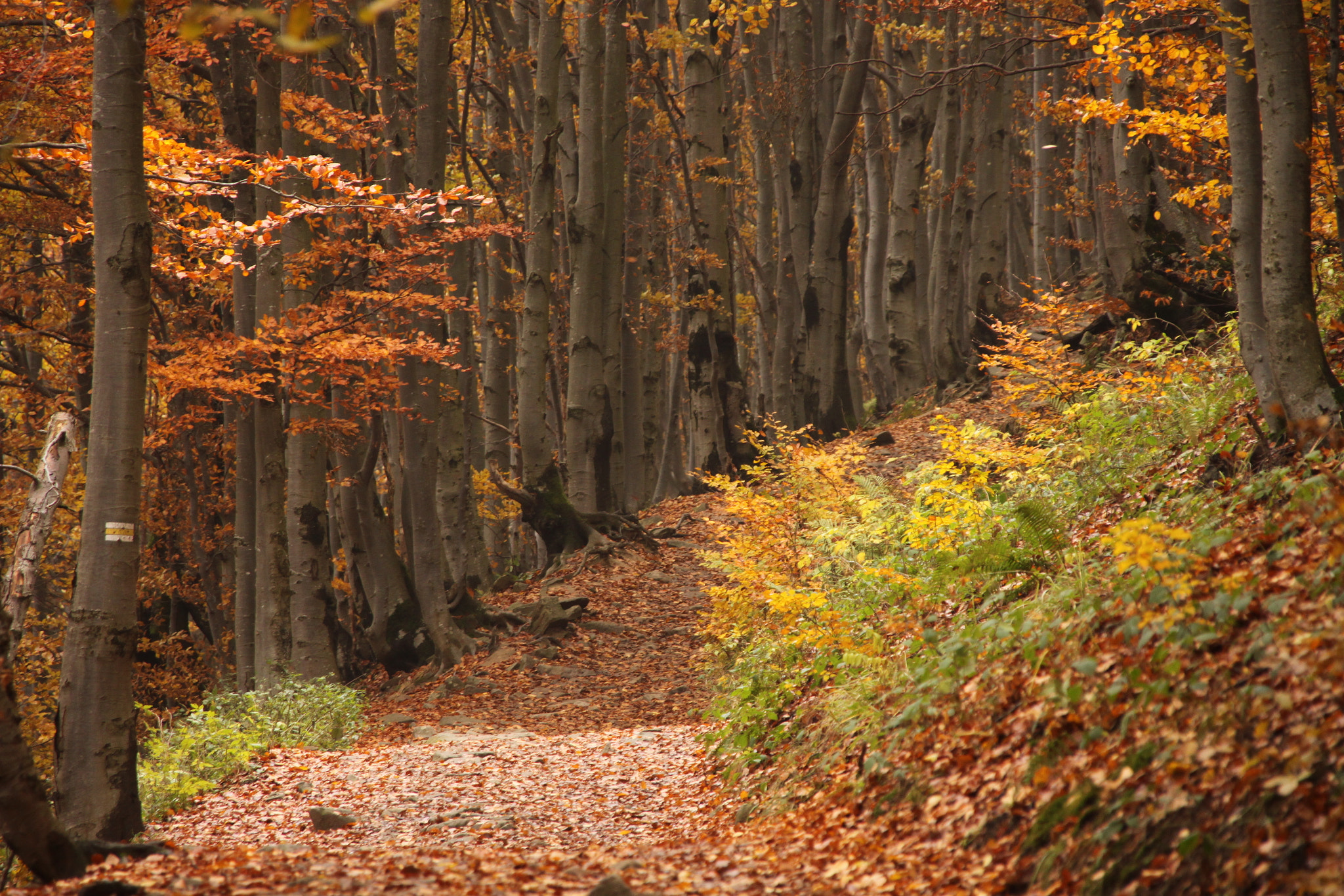 Sigma 18-200mm f/3.5-6.3 DC OS sample photo. Bieszczady photography