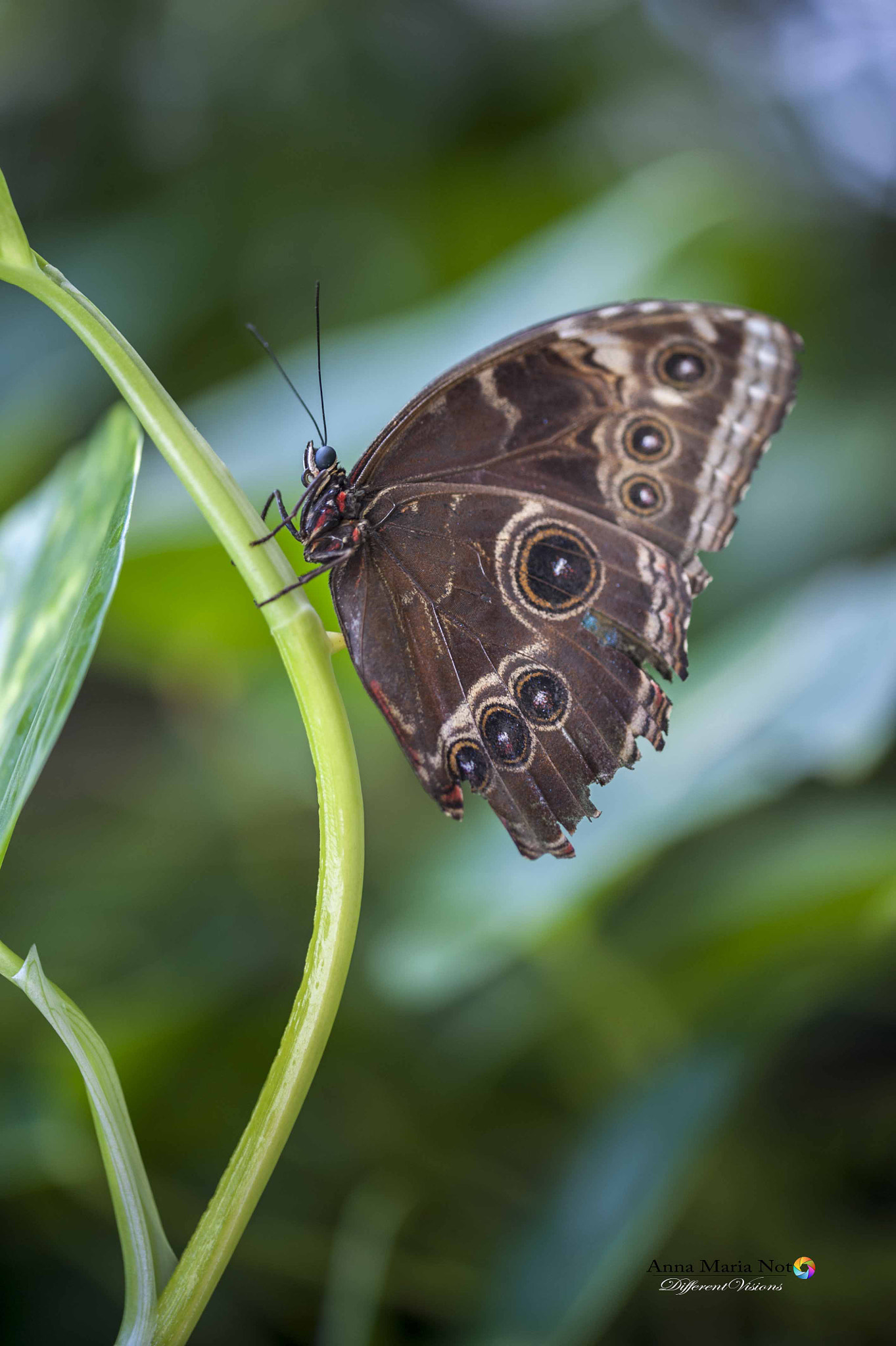 Sigma 105mm F2.8 EX DG OS HSM sample photo. Caligo atreus photography