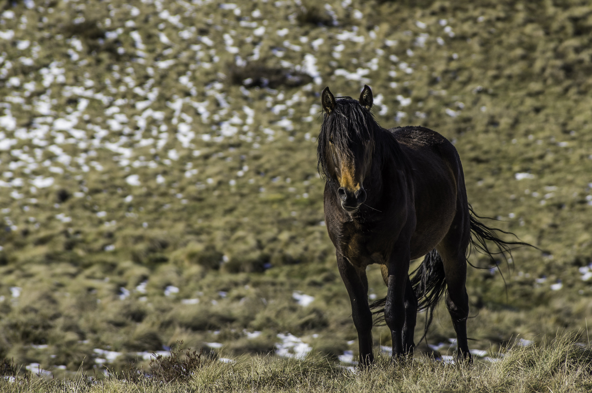 Pentax K-3 II + Pentax smc DA* 60-250mm F4.0 ED (IF) SDM sample photo. Dark brown brumby photography