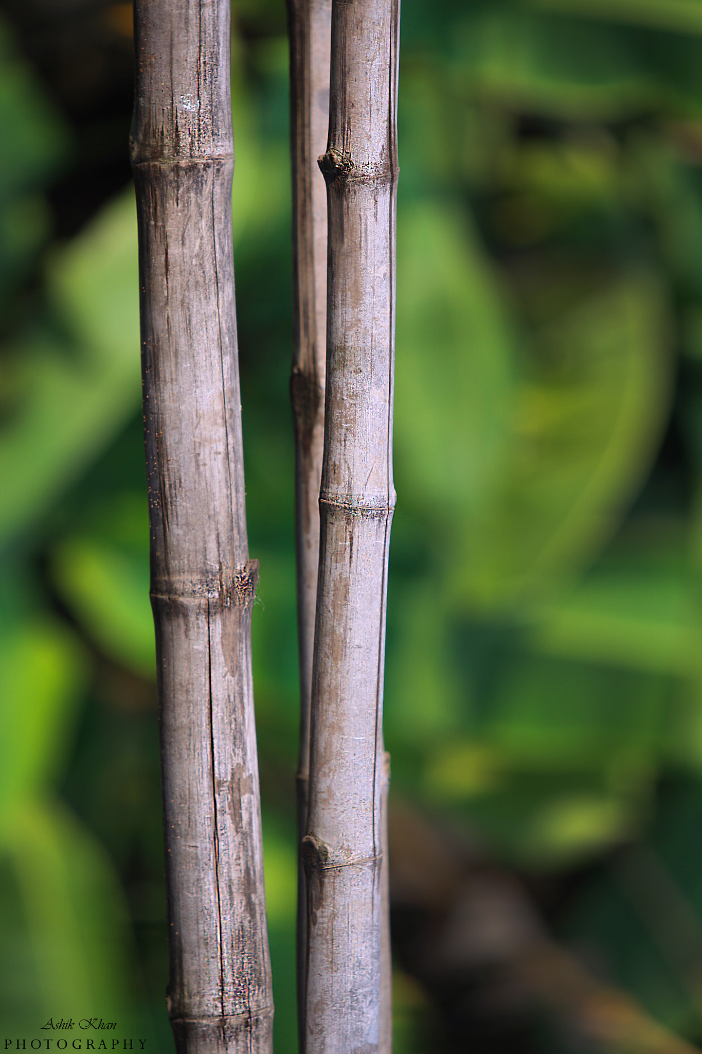 Canon EF 70-200mm F2.8L USM sample photo. Img photography