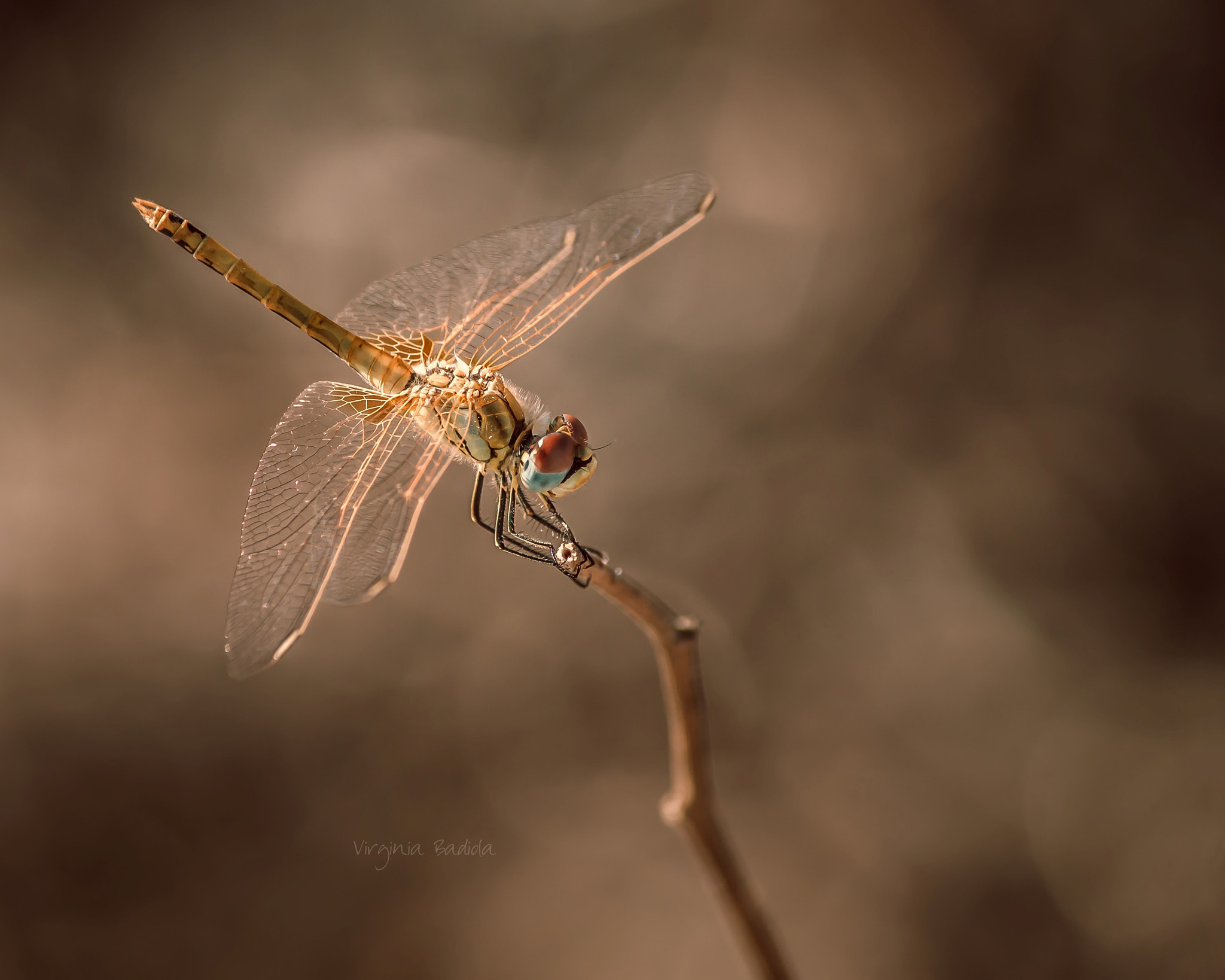 Canon EF-S 55-250mm F4-5.6 IS II sample photo. *** photography