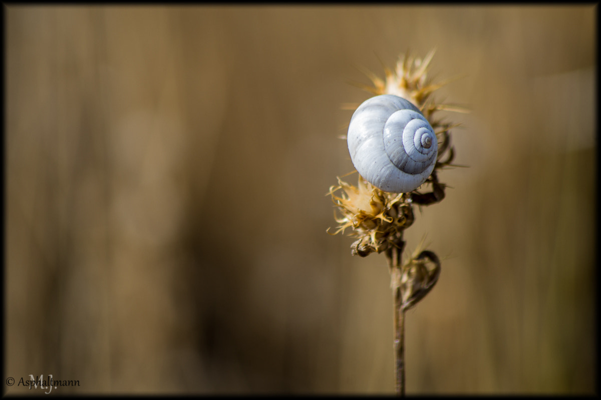 HD Pentax DA 55-300mm F4.0-5.8 ED WR sample photo. Escargot photography