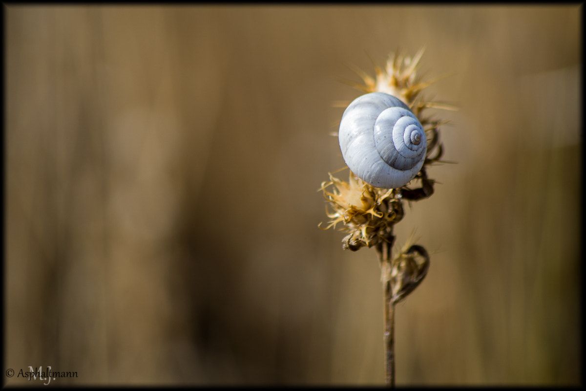 Pentax K-S2 + HD Pentax DA 55-300mm F4.0-5.8 ED WR sample photo. Escargot photography