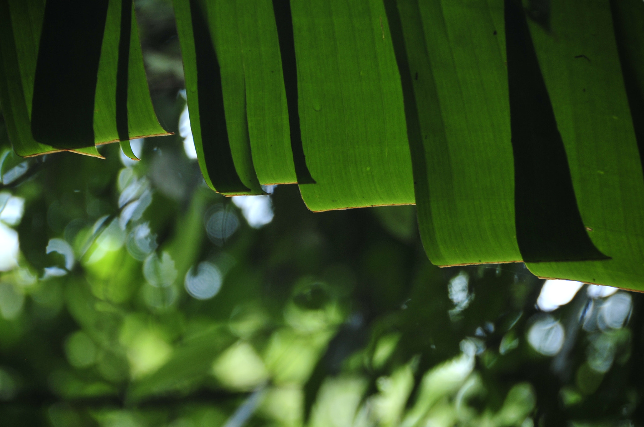 Nikon D3 sample photo. .. photography