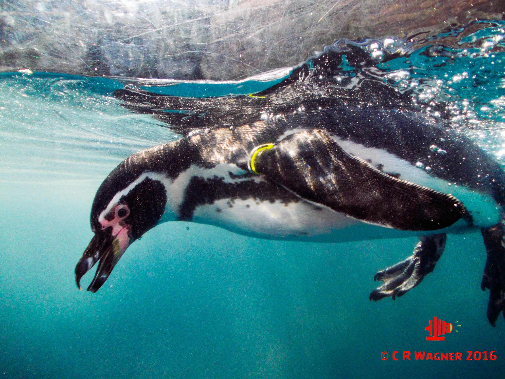 Nikon COOLPIX L25 sample photo. Penguin photography