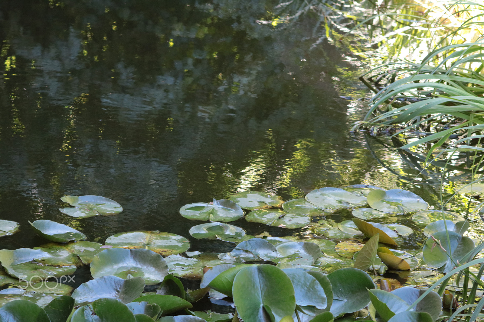 Canon EOS 750D (EOS Rebel T6i / EOS Kiss X8i) sample photo. Ninfee photography