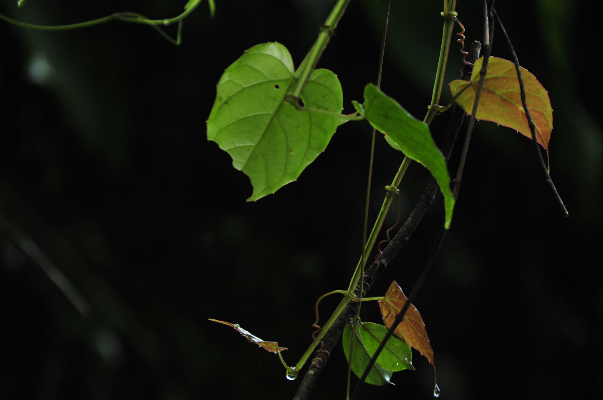 Nikon D3 sample photo. .. photography