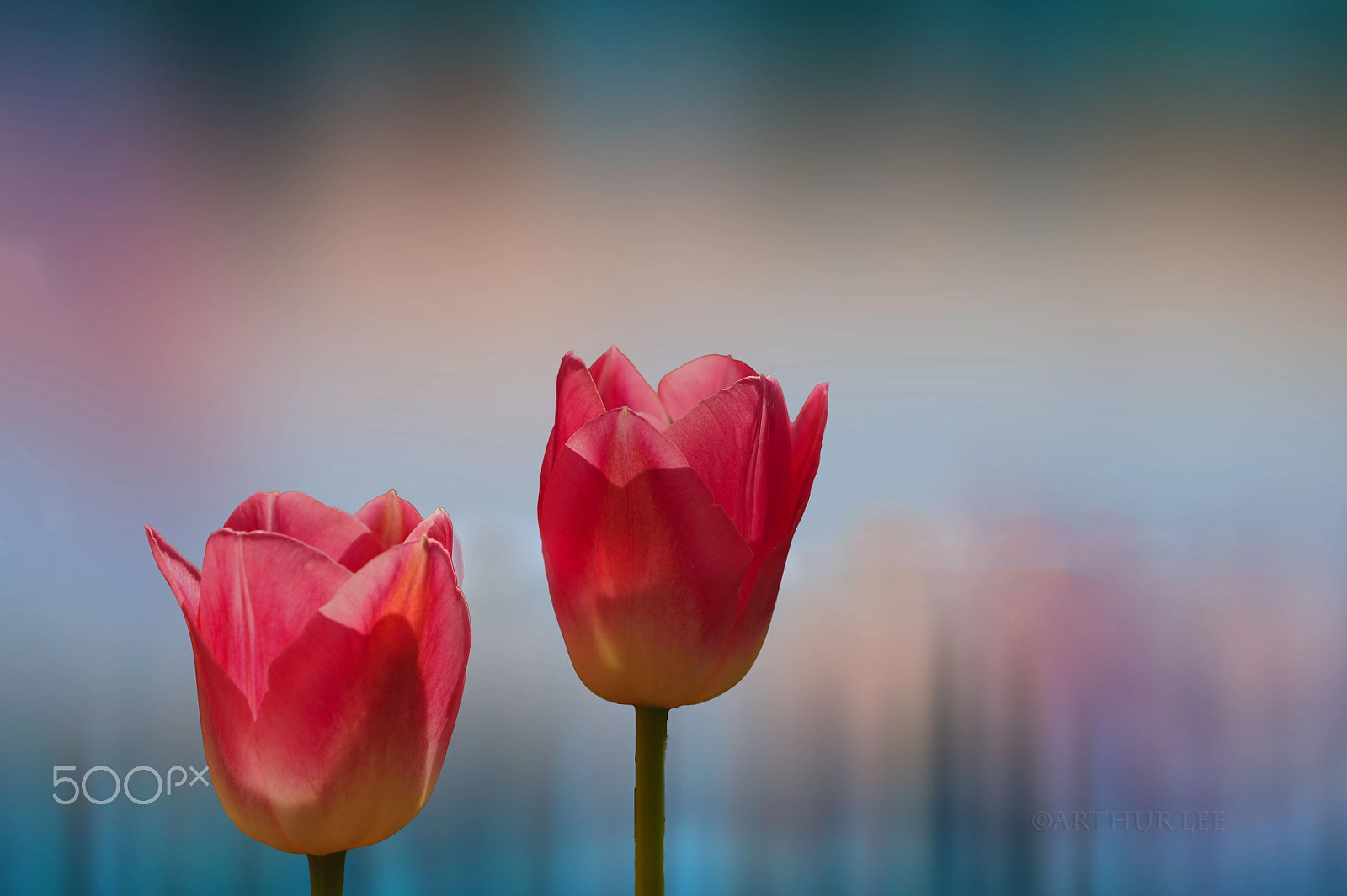 Sigma 24-70mm F2.8 EX DG Macro sample photo. Tulip photography