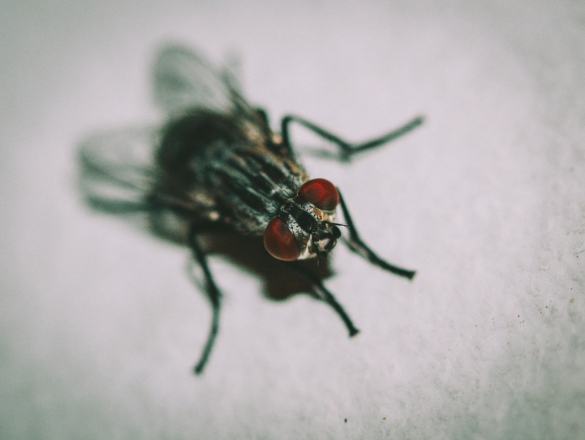 Canon EF-S 60mm F2.8 Macro USM sample photo. T h e f l y photography