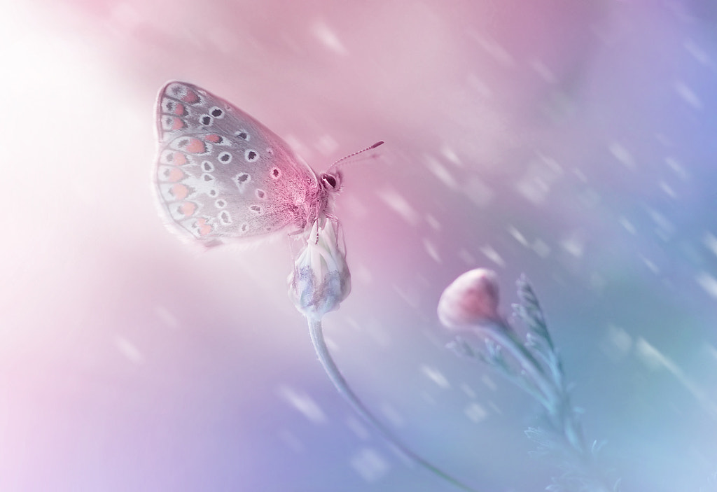 *** by Laura Pashkevich on 500px.com