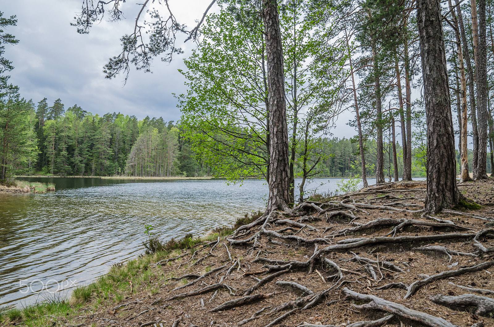 Samyang 14mm F2.8 ED AS IF UMC sample photo. Bare root trees near the forest lake photography