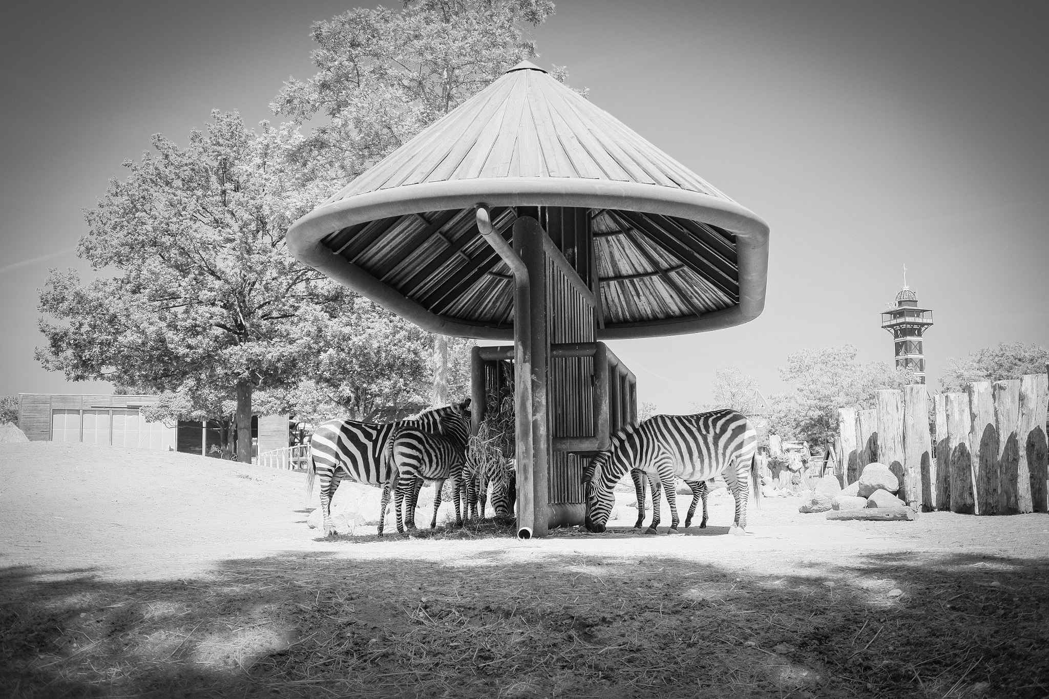 Fujifilm X-Pro1 sample photo. Zebras photography