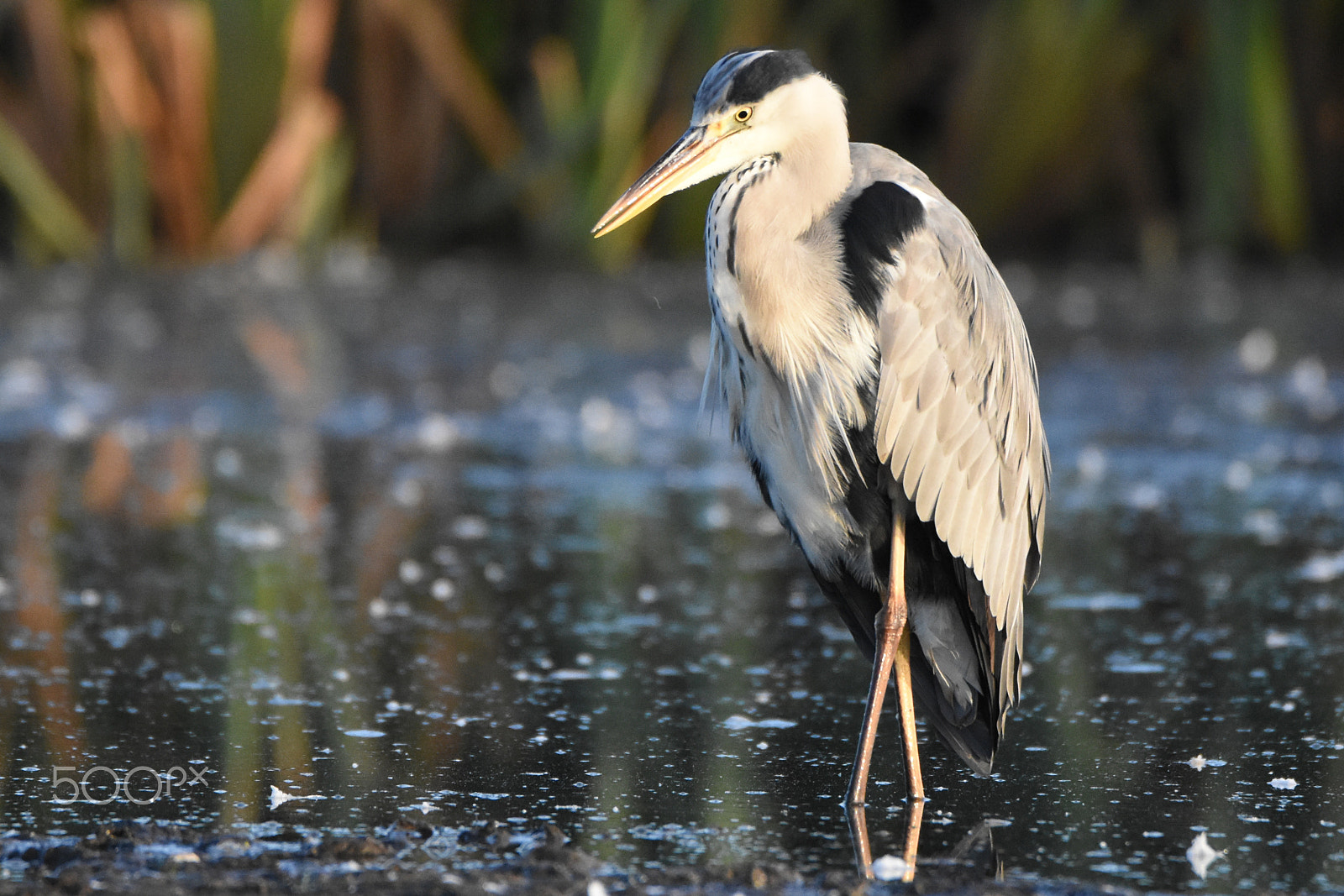 Tamron SP 150-600mm F5-6.3 Di VC USD sample photo. A heron bird awaiting lunch to arrive photography