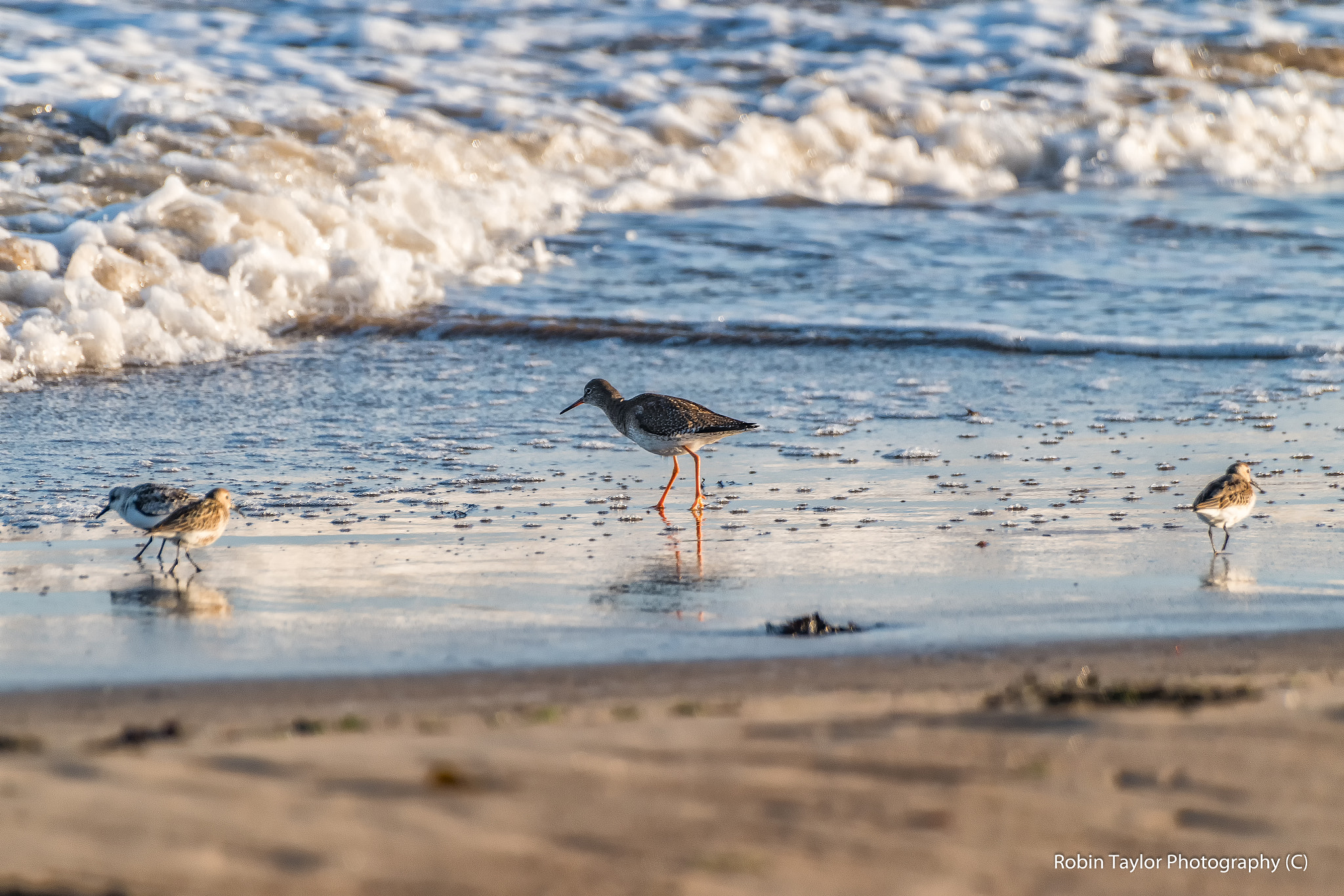 Pentax K-S1 + Sigma sample photo. Redshank & sanderlings photography