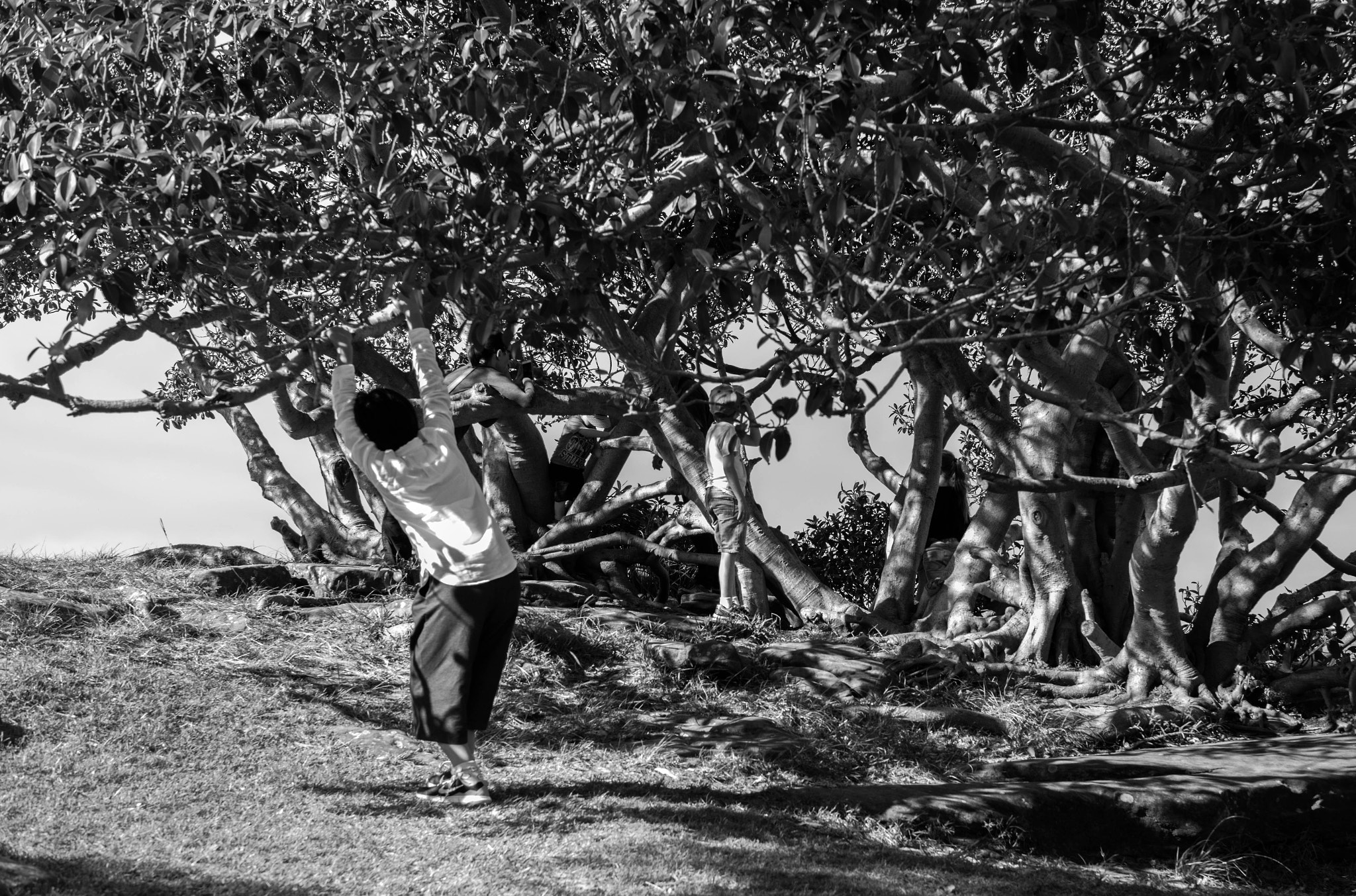 Leica Summilux-M 50mm F1.4 ASPH sample photo. Playing with the trees photography
