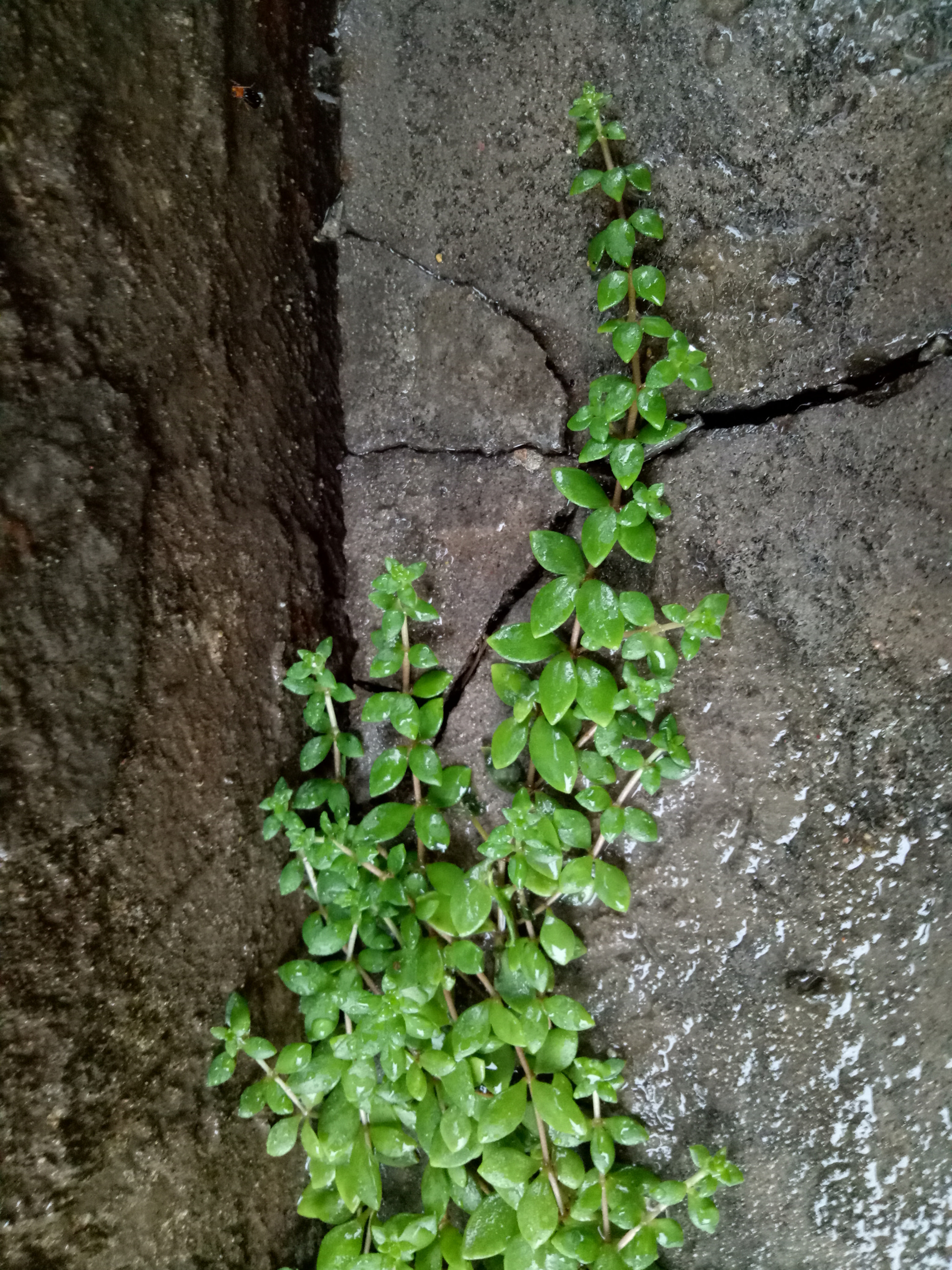 OPPO A59M sample photo. Green photography