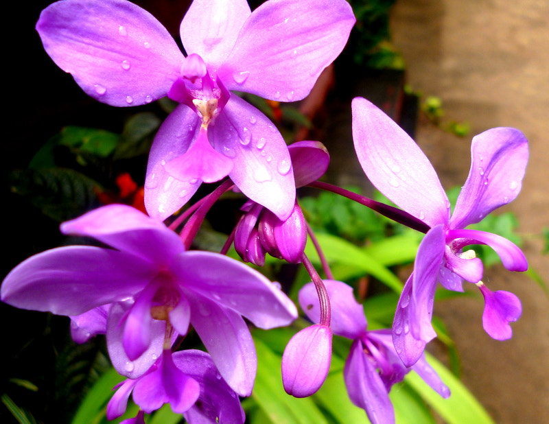 Panasonic DMC-S3 sample photo. Orchid photography