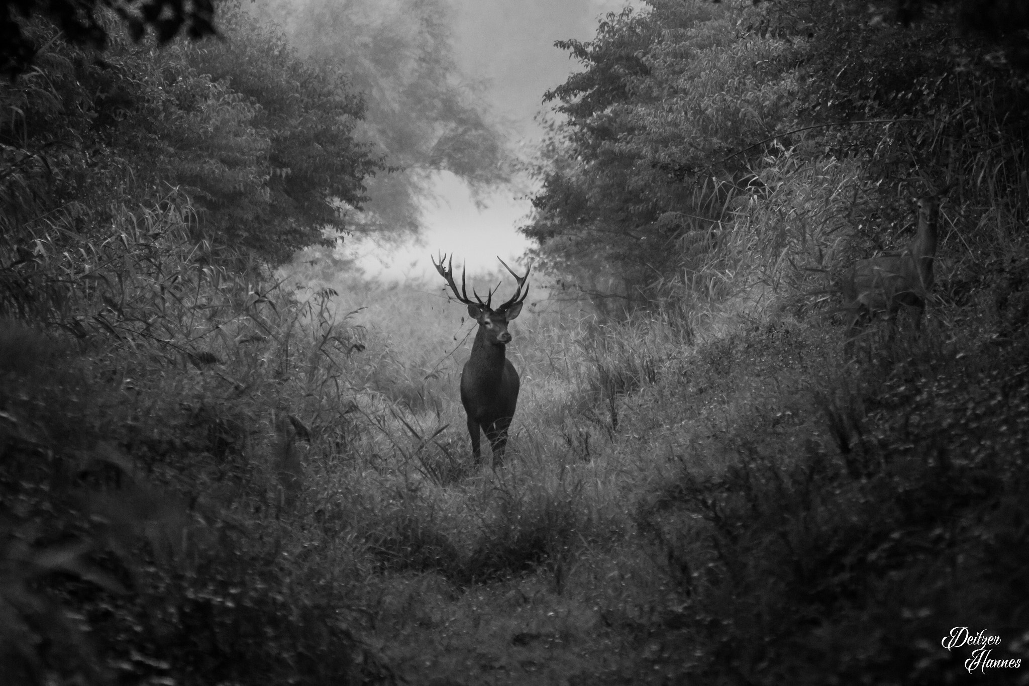 Tamron SP 35mm F1.8 Di VC USD sample photo. Deer photography