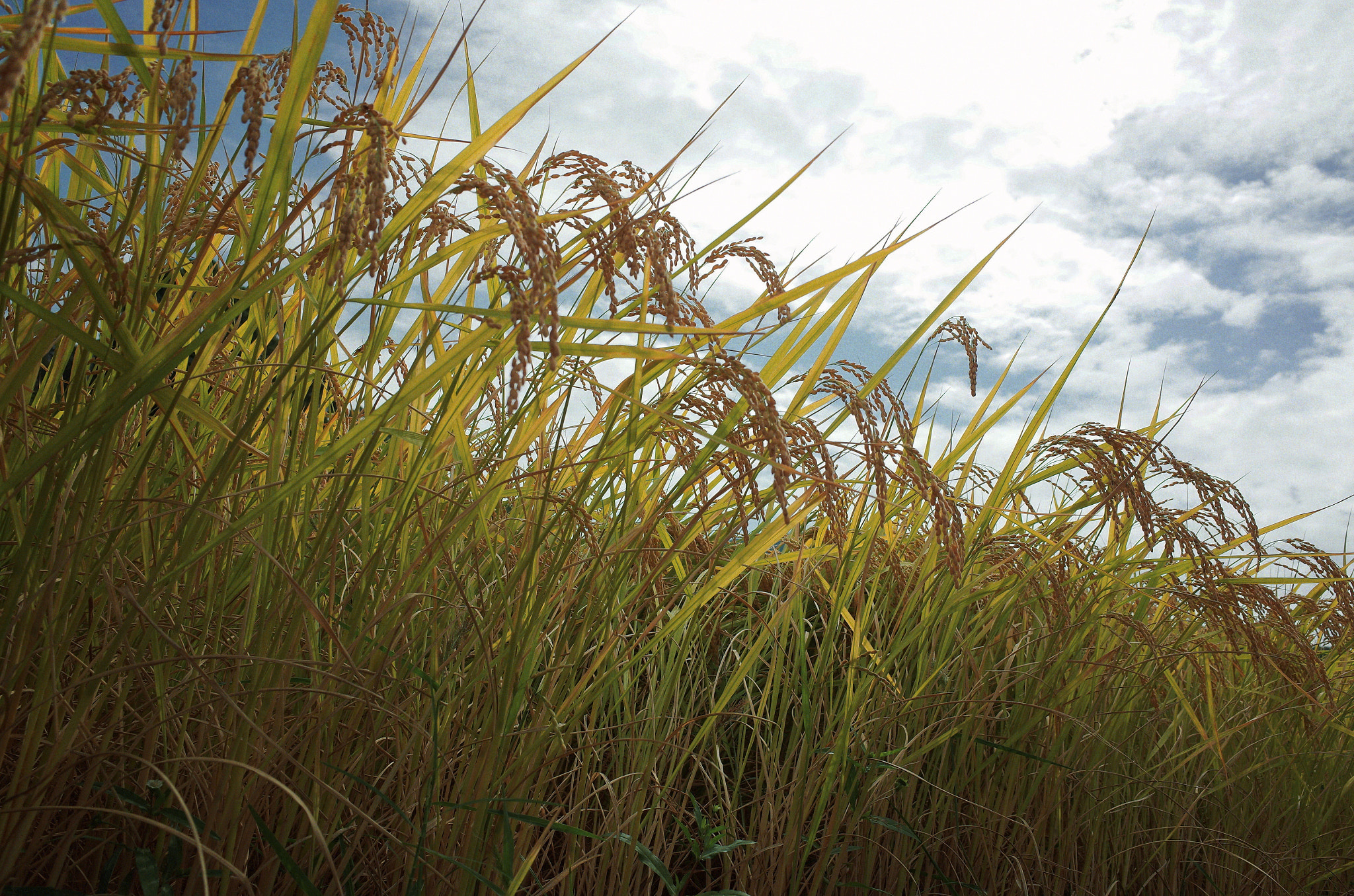 Rice Terraces -Japan