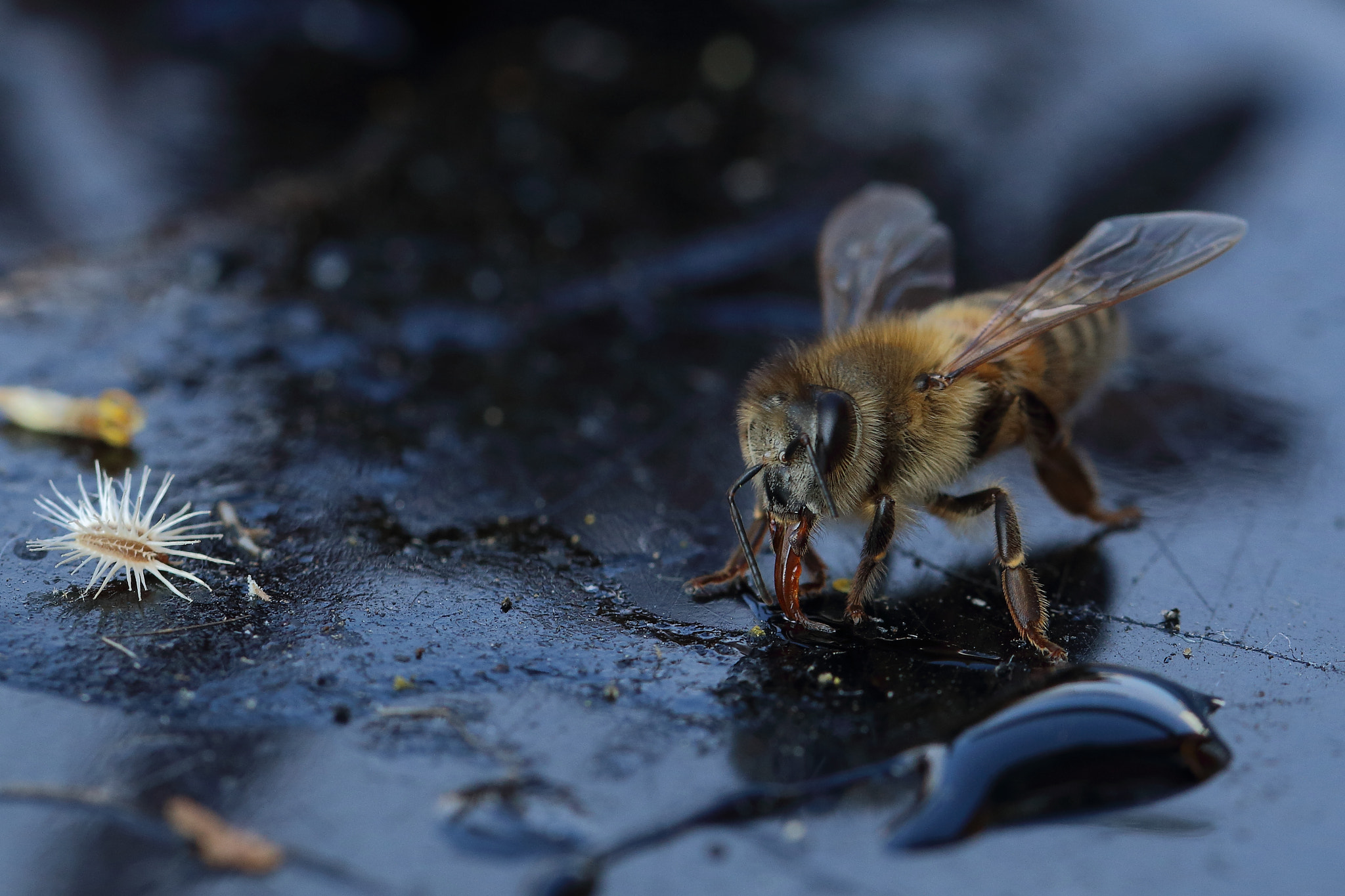 Canon EOS 70D + Canon EF 100mm F2.8L Macro IS USM sample photo. A bee's world... photography