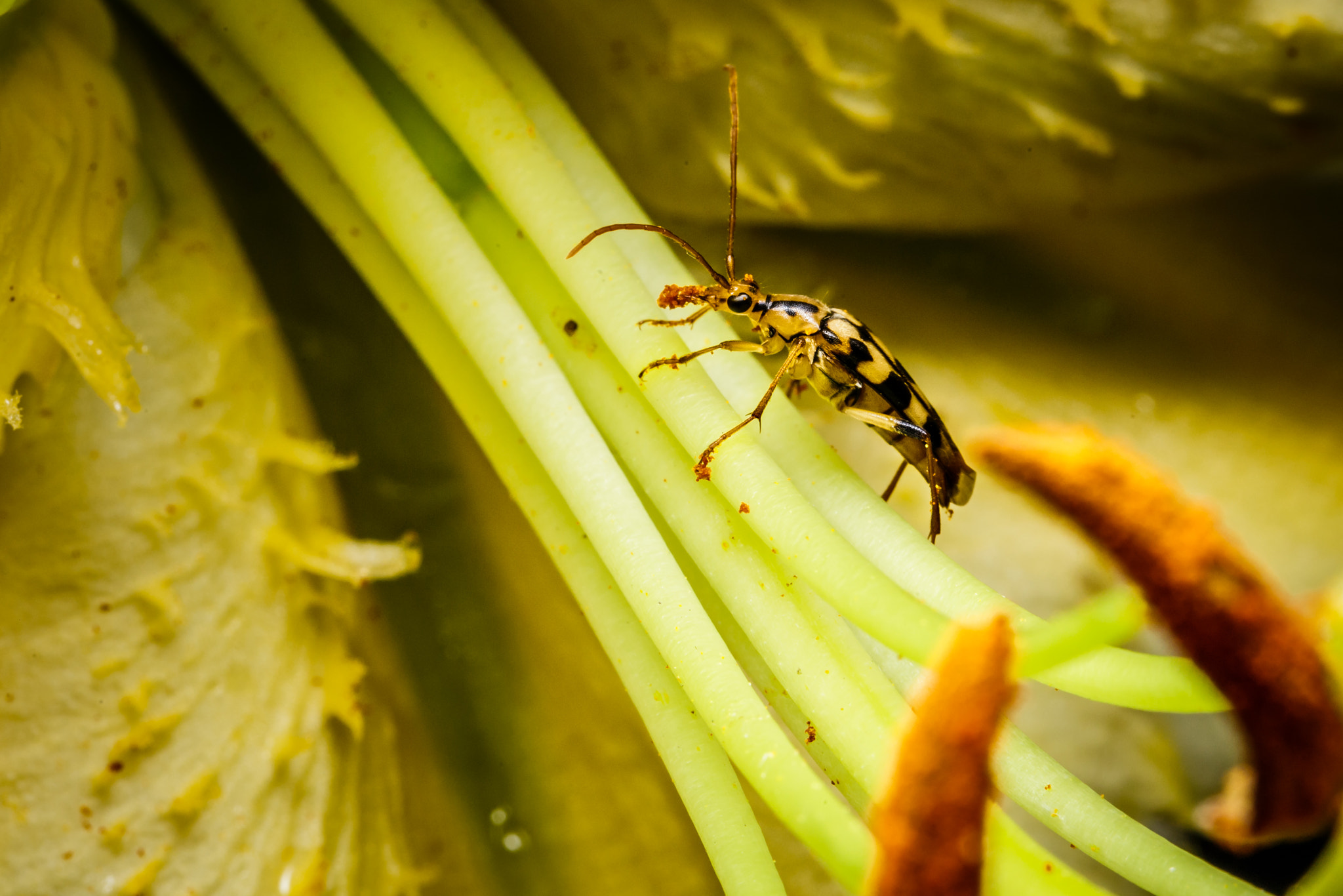 Canon EOS 6D + Canon EF 100mm F2.8L Macro IS USM sample photo. An insect on a lilly flower photography