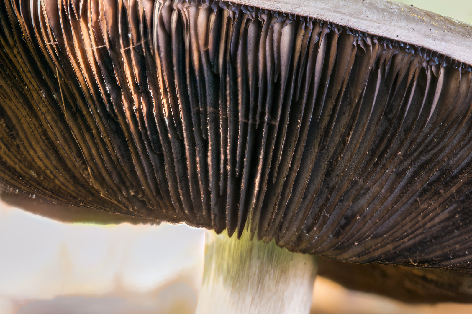 Canon EOS 70D + Canon EF 100mm F2.8L Macro IS USM sample photo. Mushroom gills photography