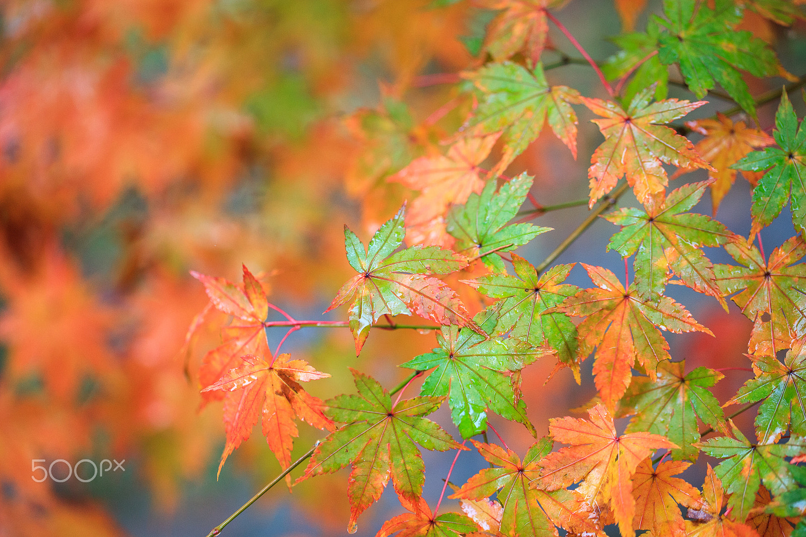Canon EF 100mm F2.8L Macro IS USM sample photo. Change of color photography
