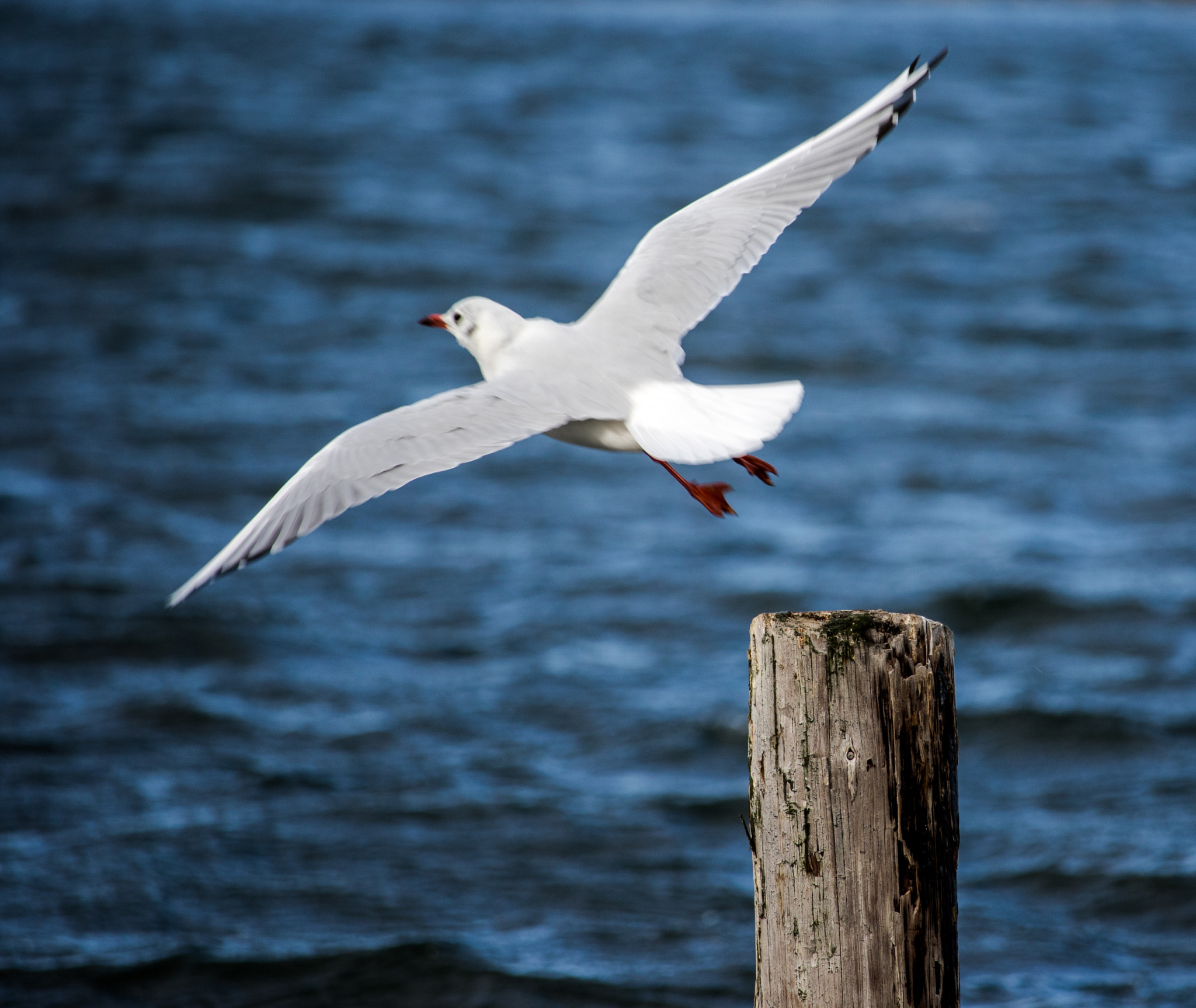 Canon EF-S 55-250mm F4-5.6 IS STM sample photo. Fly away photography
