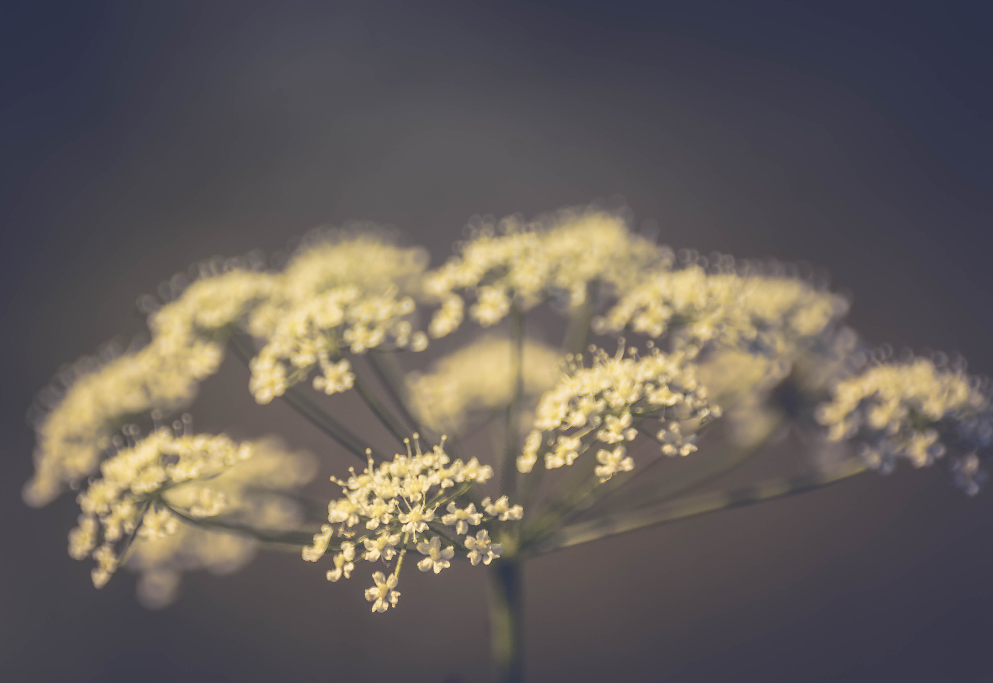 Nikon D7100 sample photo. Petals bokeh photography