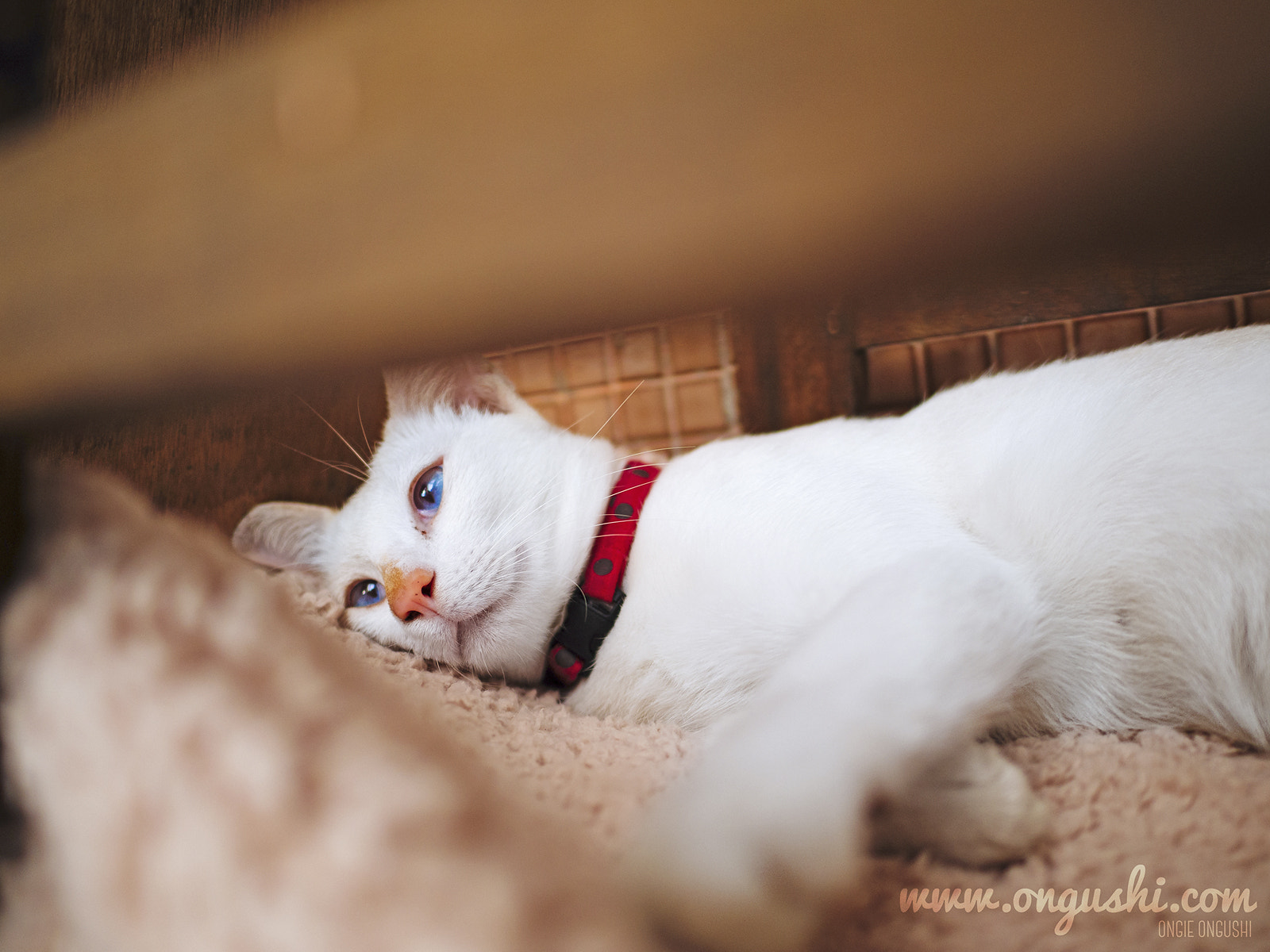 Olympus OM-D E-M10 II + LEICA DG SUMMILUX 15/F1.7 sample photo. Cat 155: relax,relax and then relax again photography