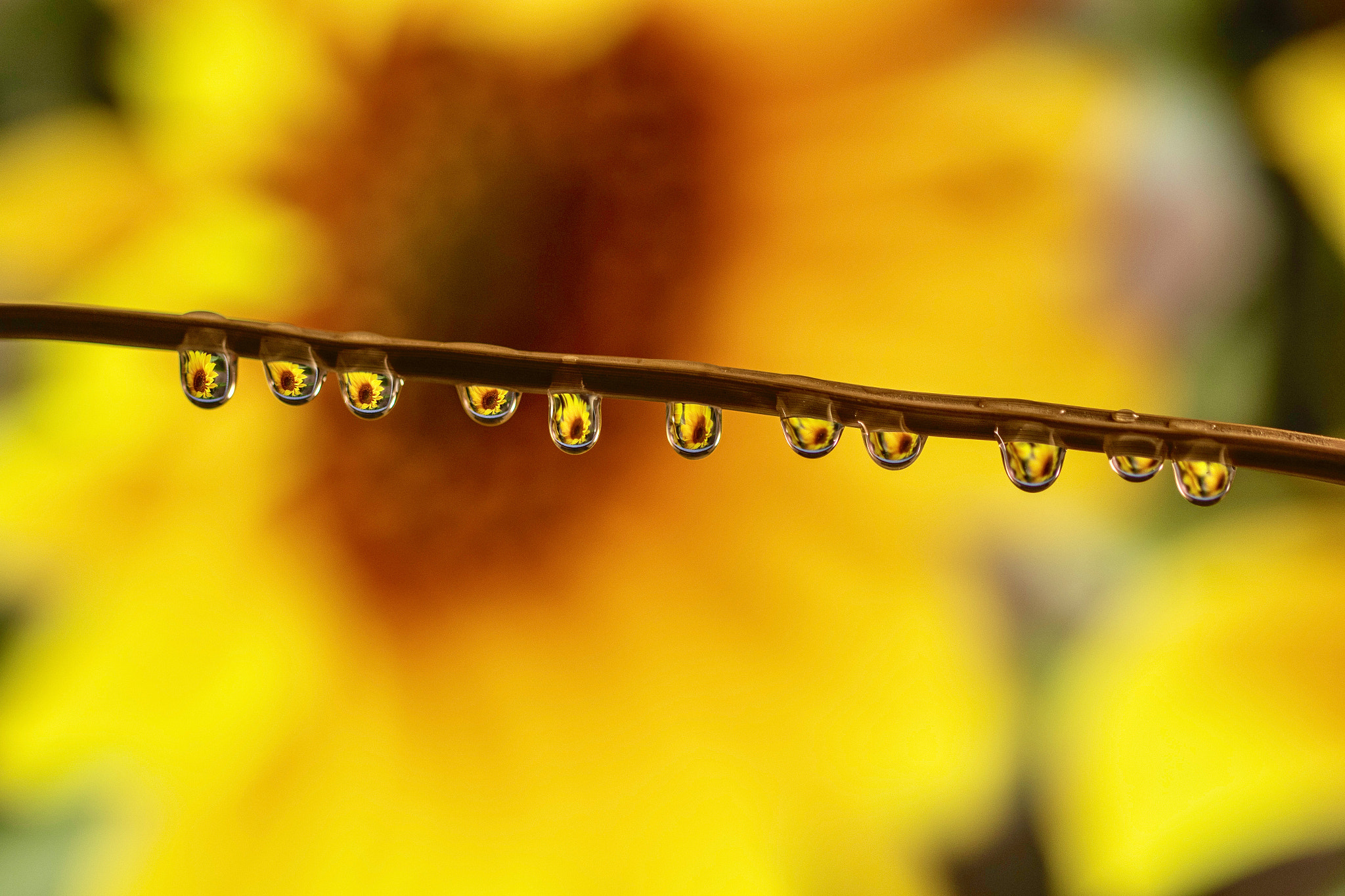 Canon EF 100mm F2.8L Macro IS USM sample photo. Flower garland photography