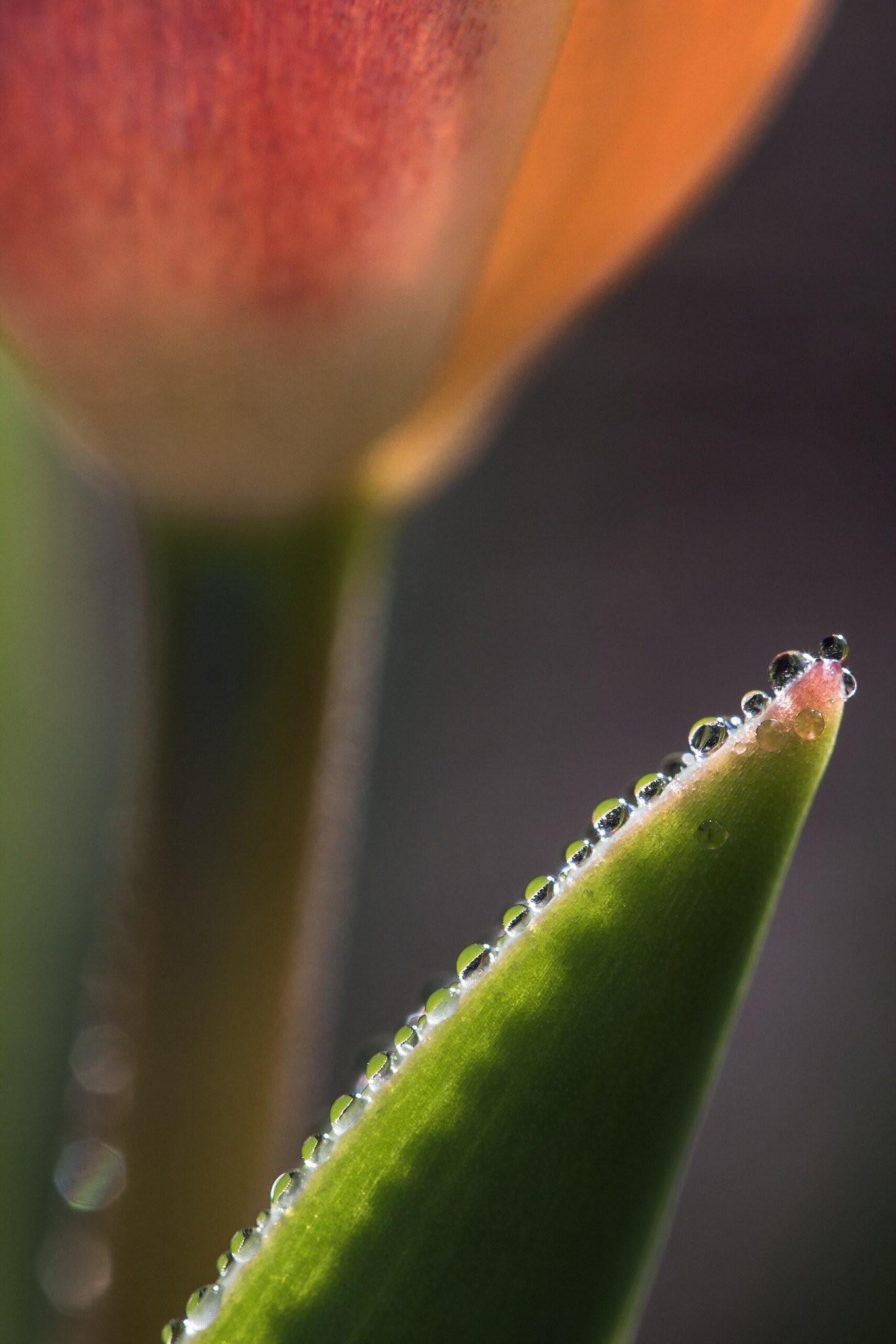 Canon EF-S 60mm F2.8 Macro USM sample photo. Waiting for the sun photography
