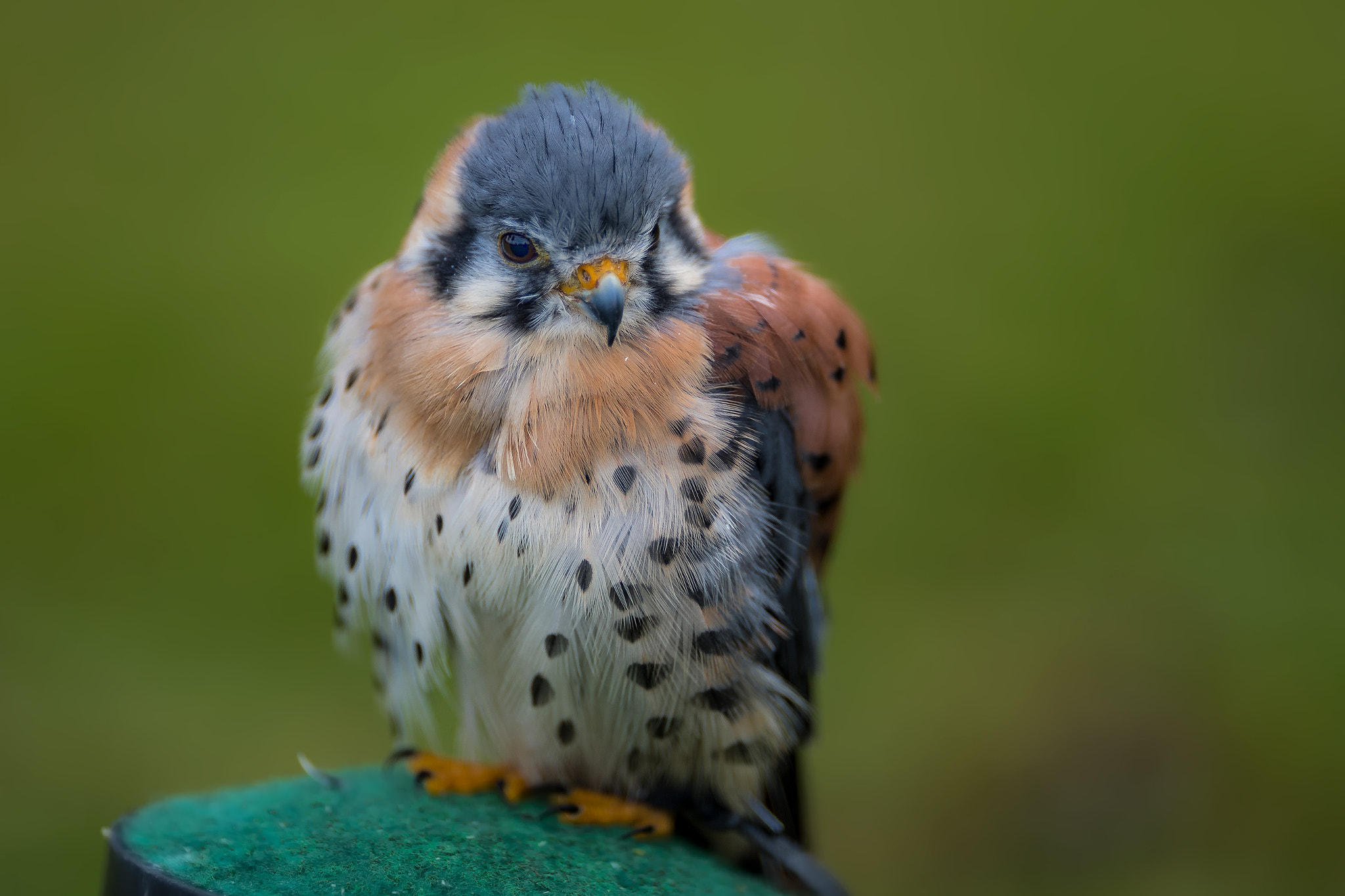 Canon EF 200mm F2L IS USM sample photo. Falcon photography