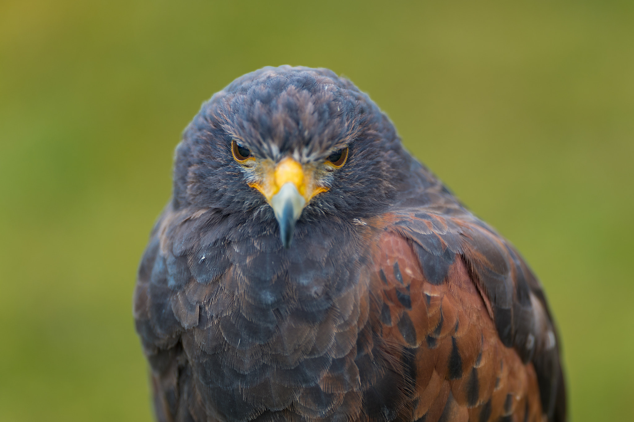 Canon EF 200mm F2L IS USM sample photo. Buzzard portrait.... photography
