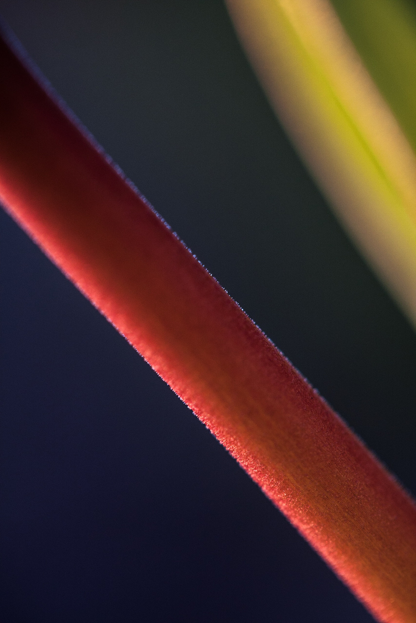 Canon EF-S 60mm F2.8 Macro USM sample photo. Be different photography