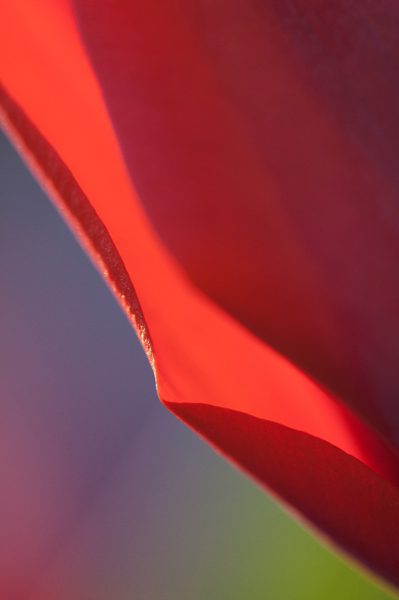 Canon EF-S 60mm F2.8 Macro USM sample photo. Smooth photography