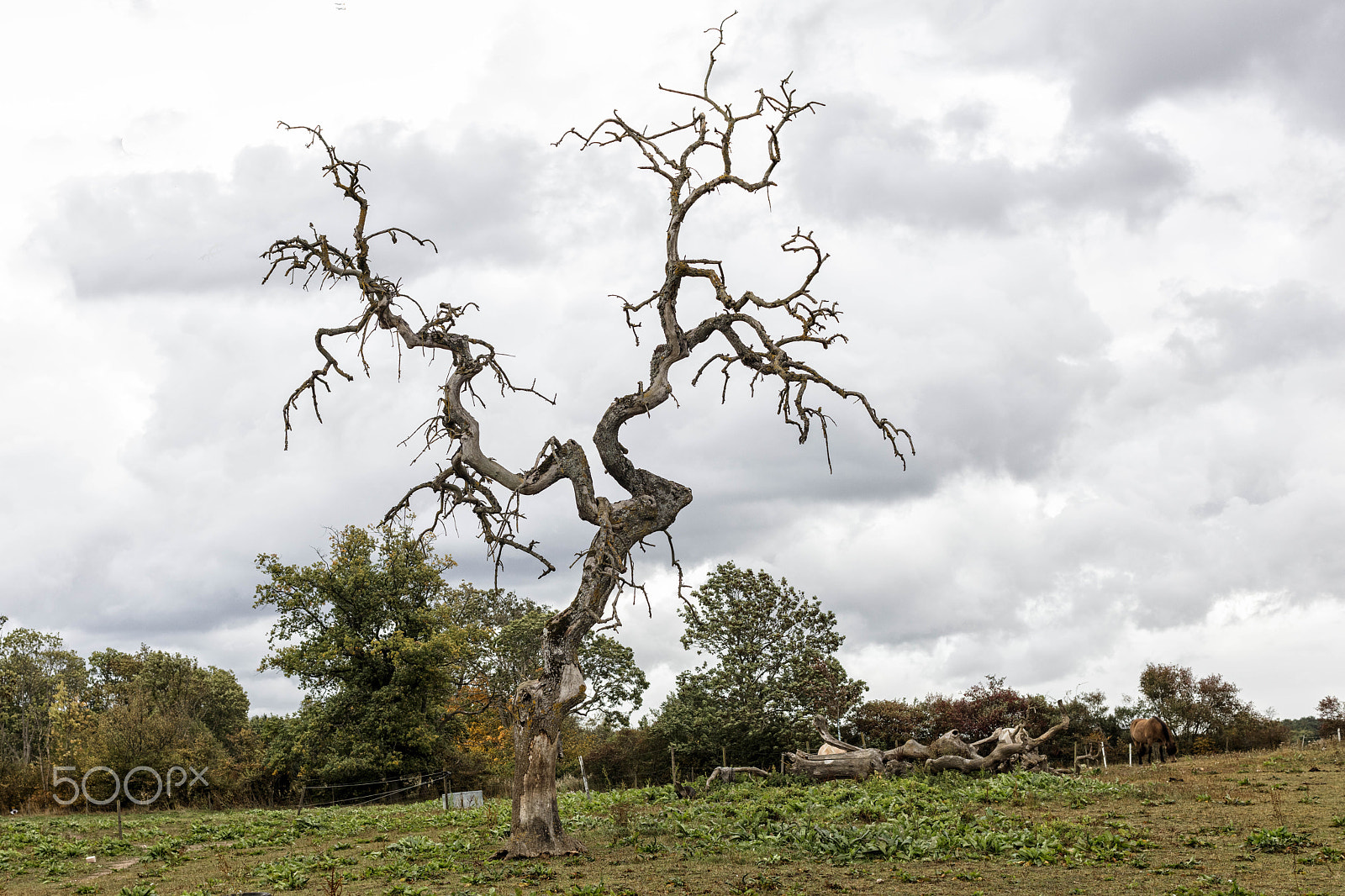 Canon EOS 5DS R + Canon EF 50mm F1.2L USM sample photo. Old tree and horses photography